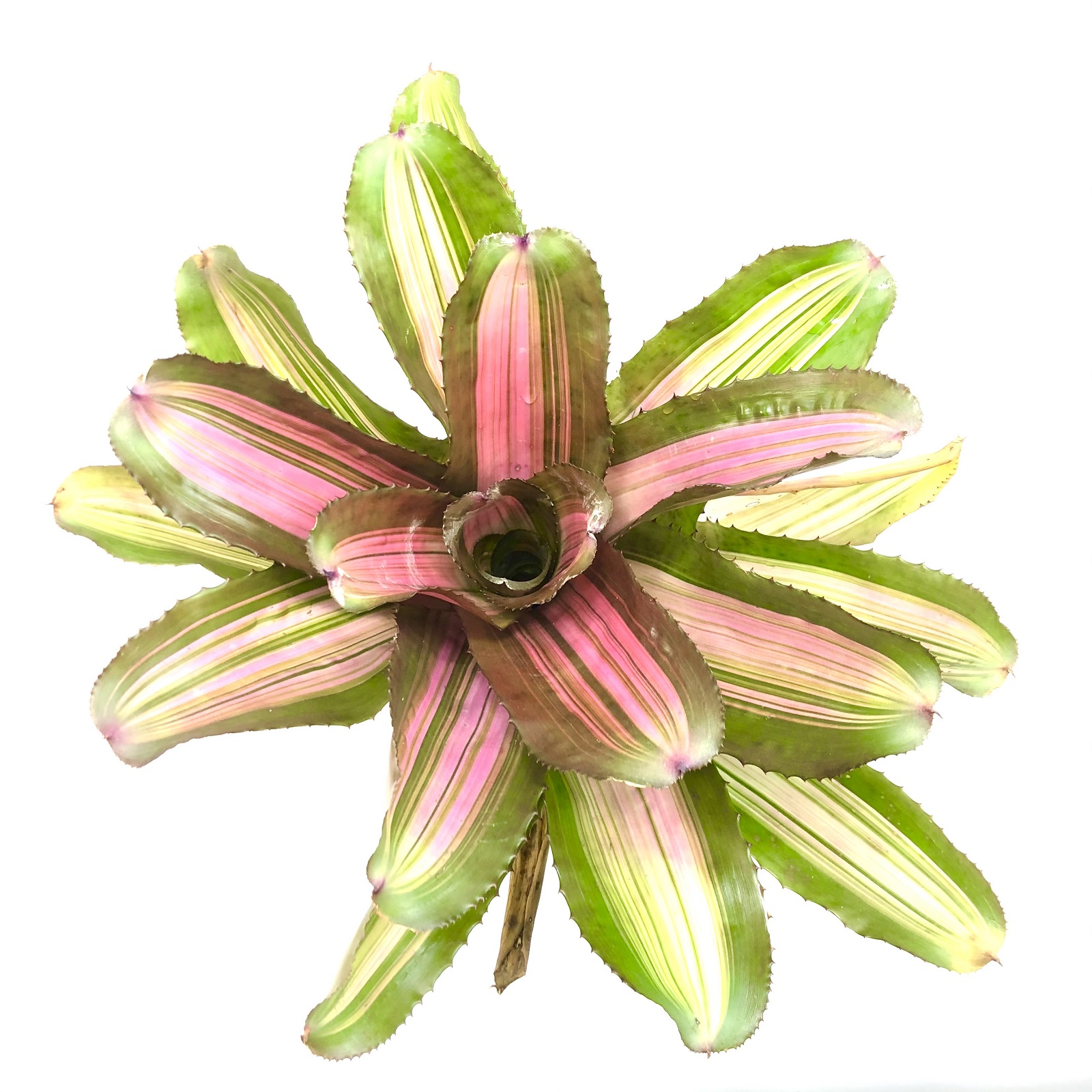 Neoregelia carcharodon variegata