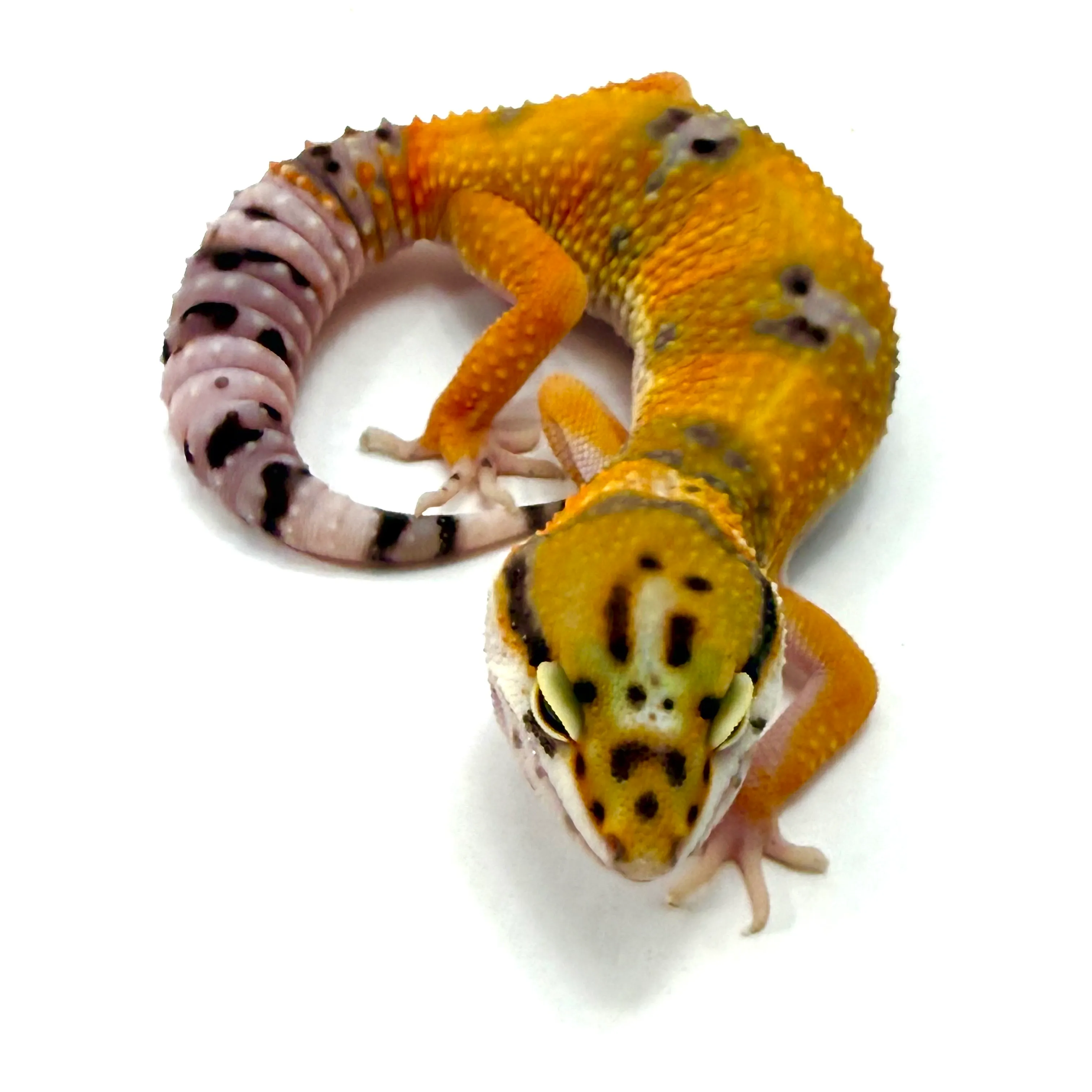 Clown het Tremper Albino