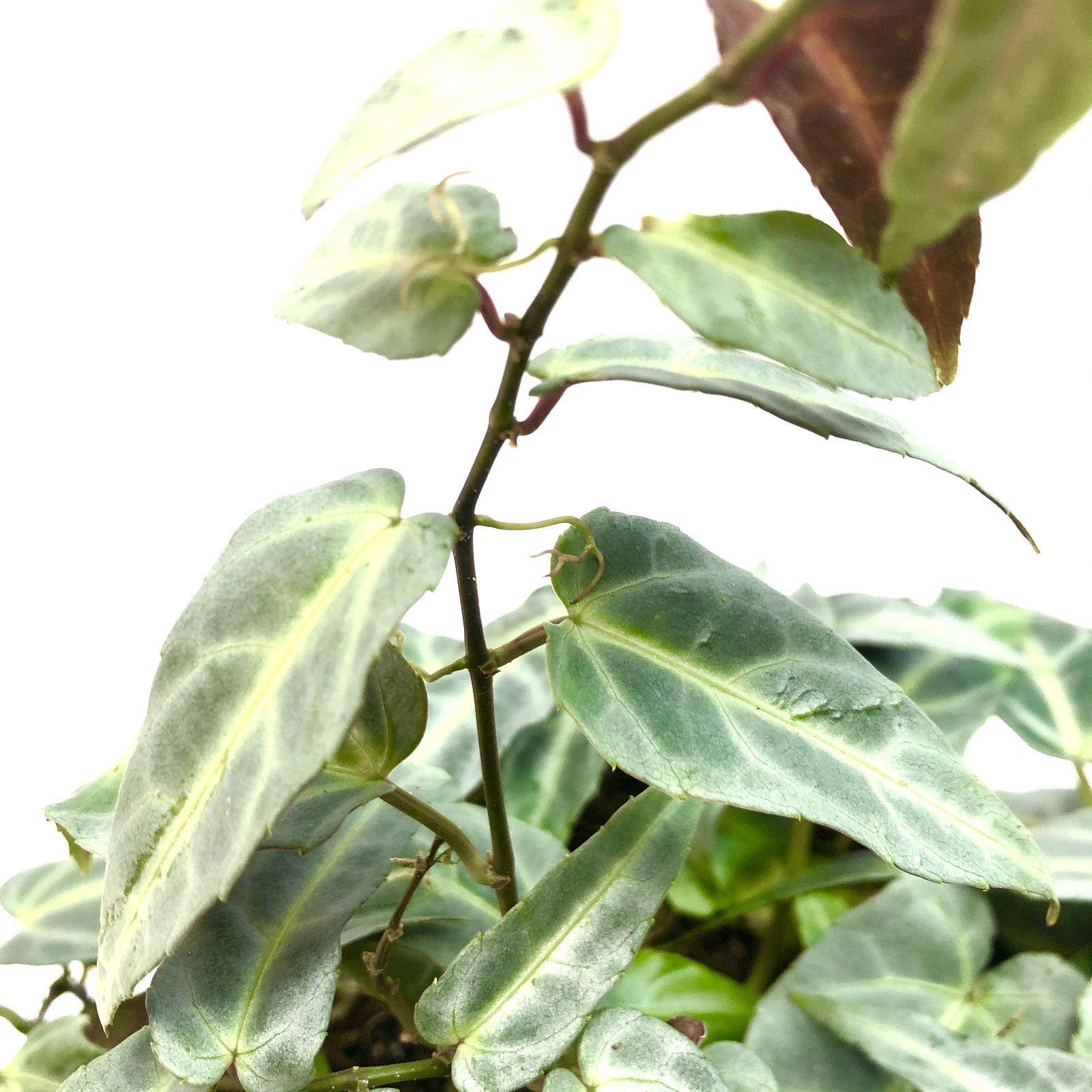 Parthenocissus amazonica Jungle Vine