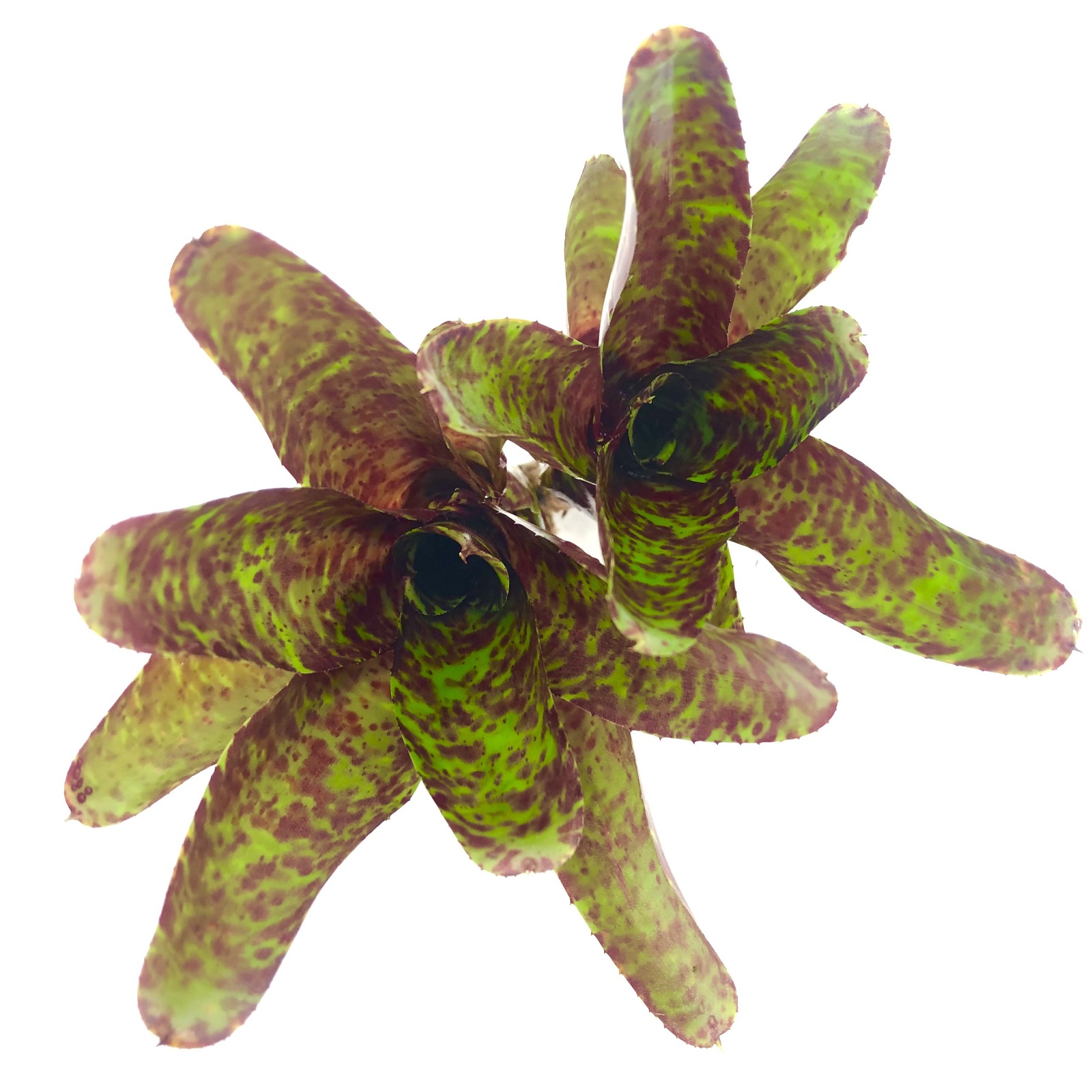 Neoregelia betty head
