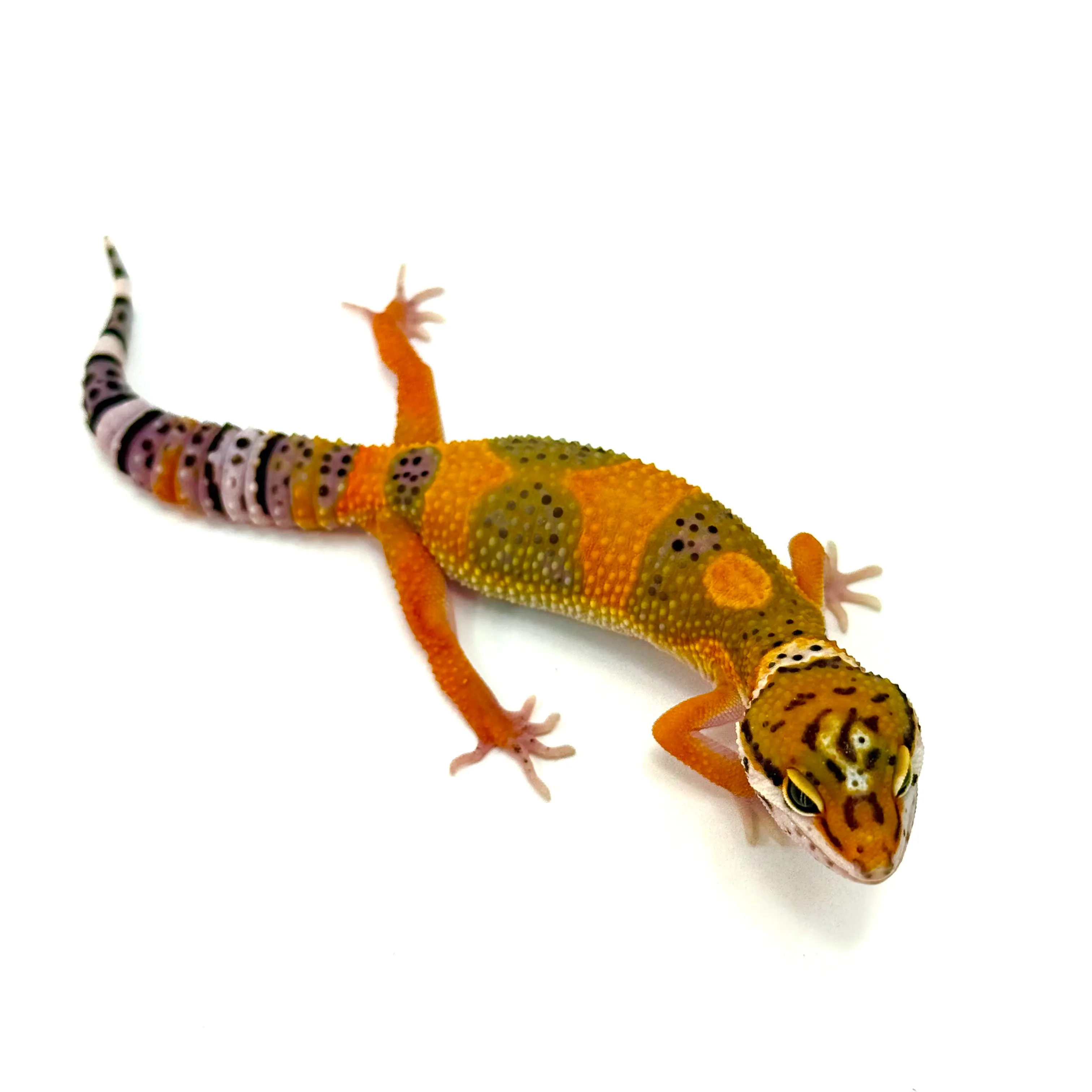 Tornado Tangerine