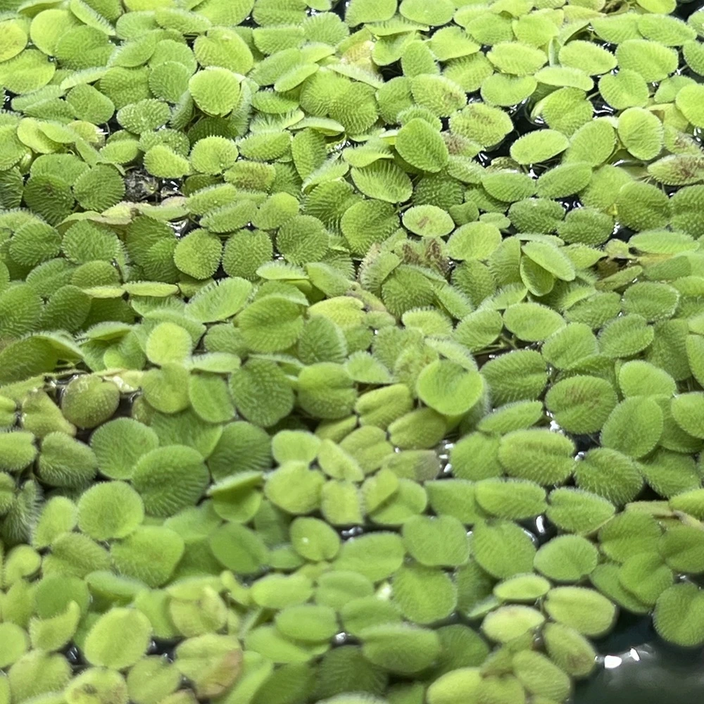 SALVINIA MINIMA
