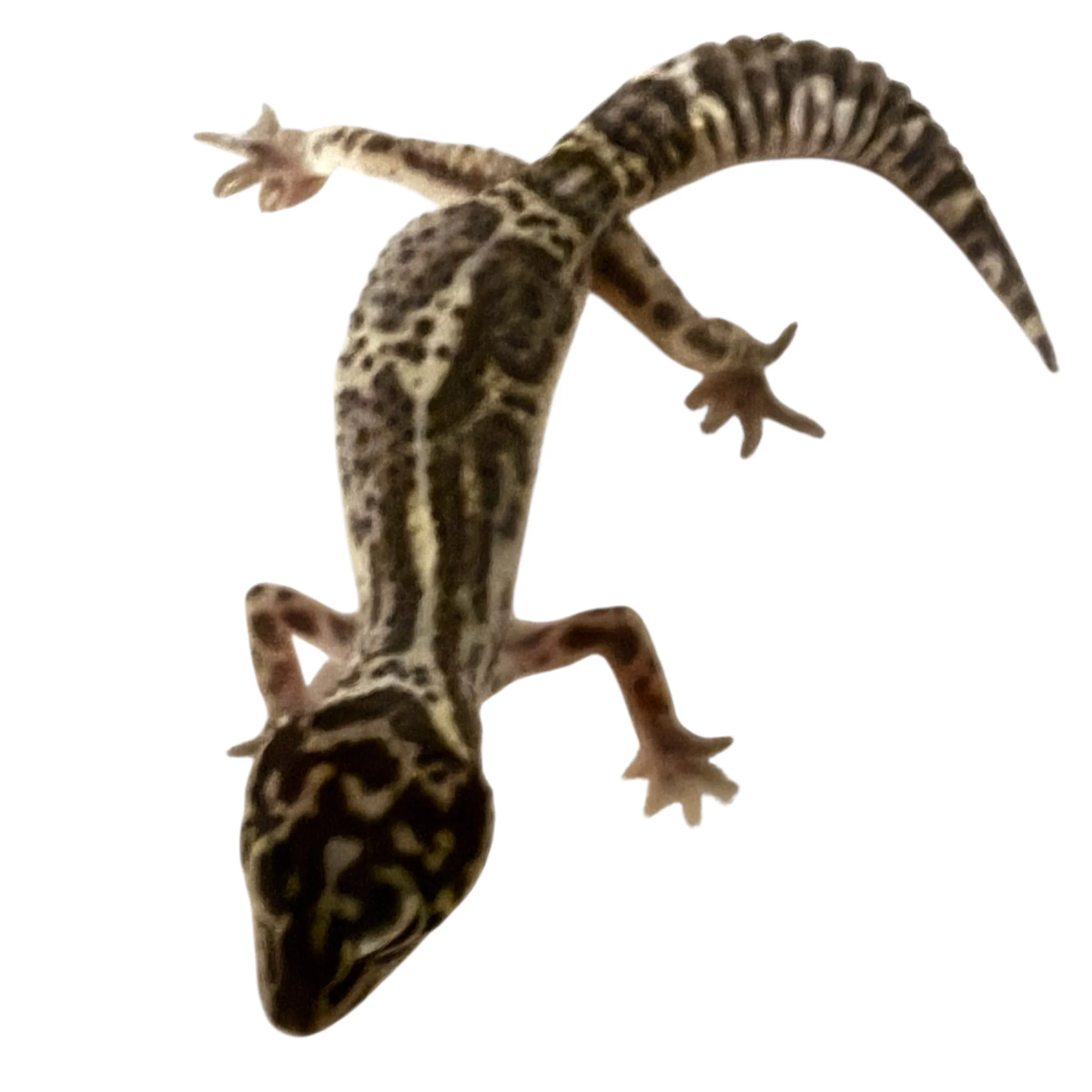 Leopardgecko Mack Snow BlackNight