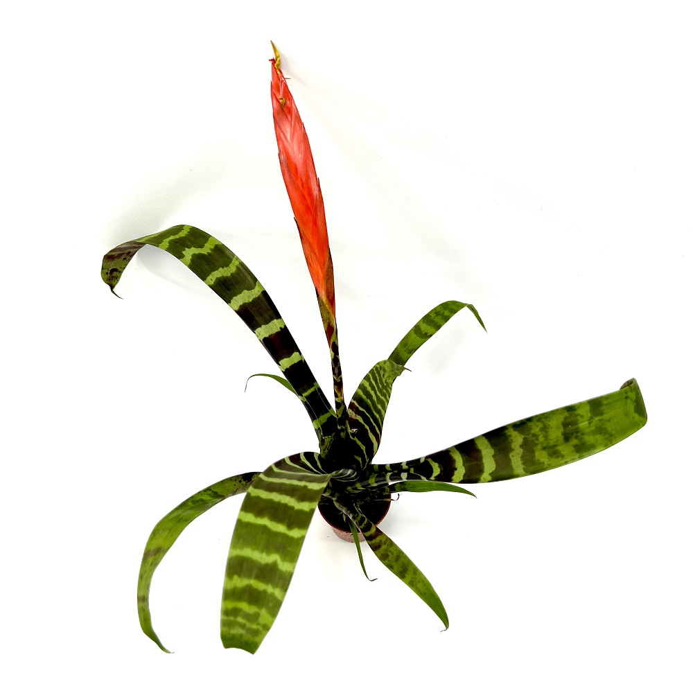 Vriesea splendens Mini Bromelie