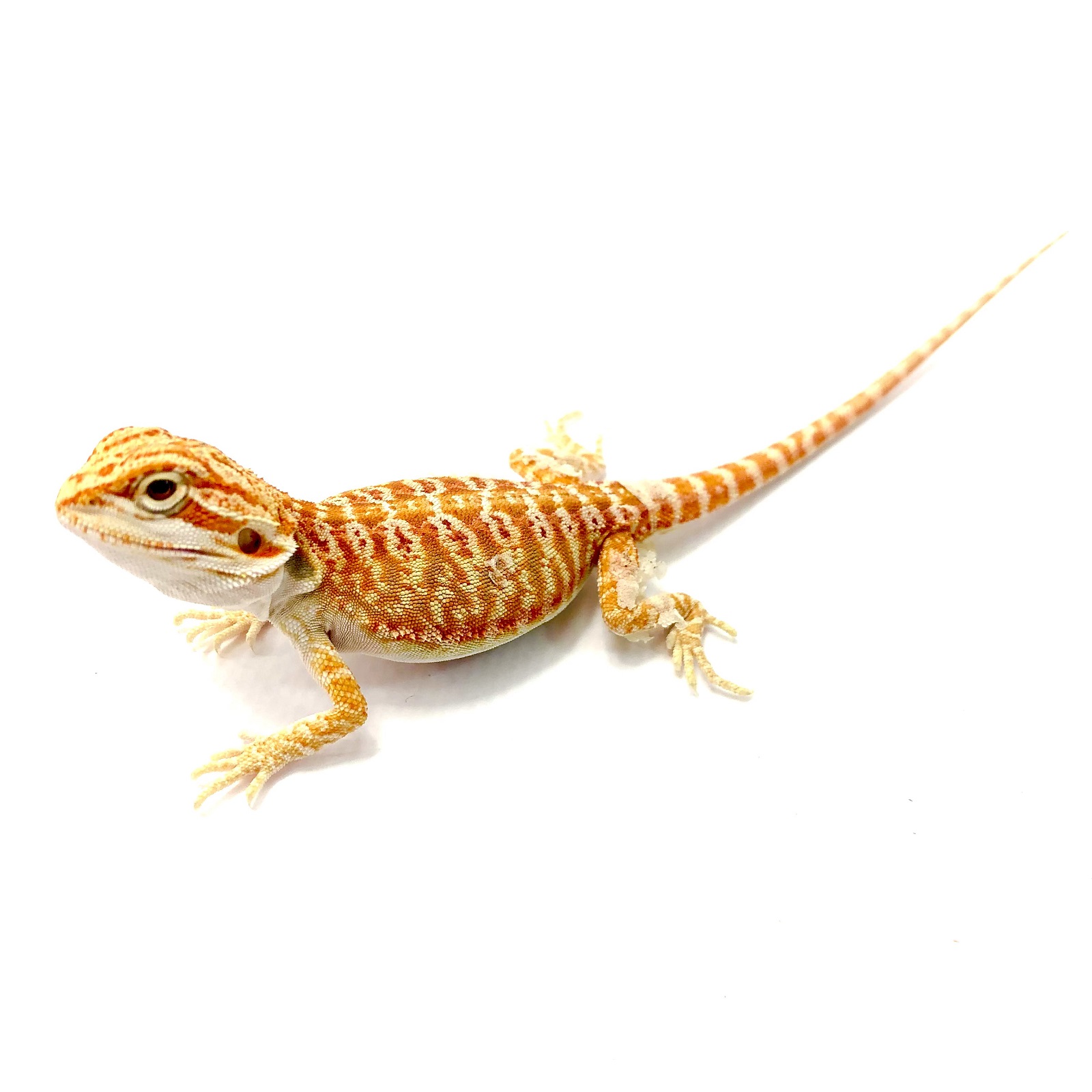 Hypo Tiger Cawley Super Red