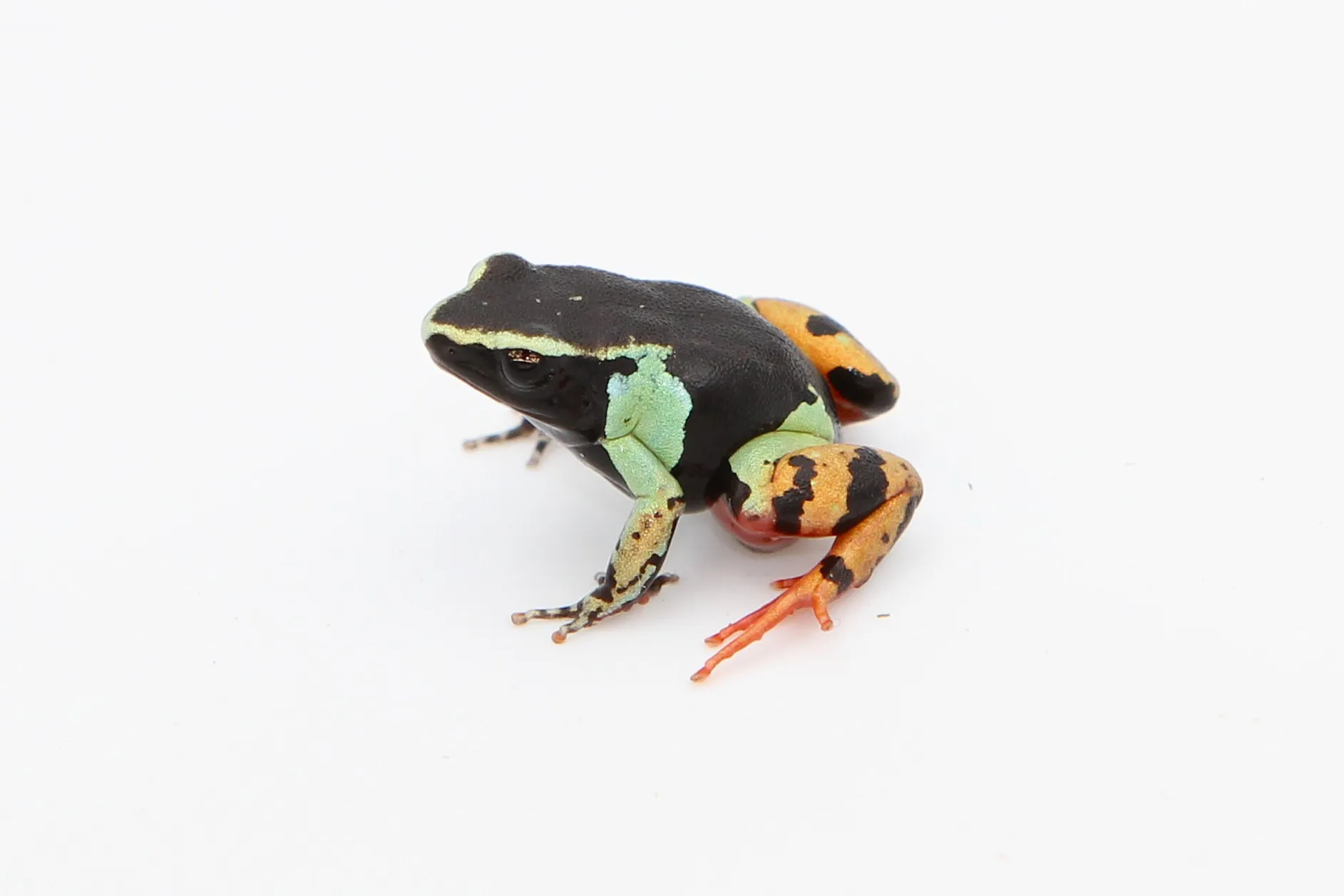 Mantella madagascariensis
