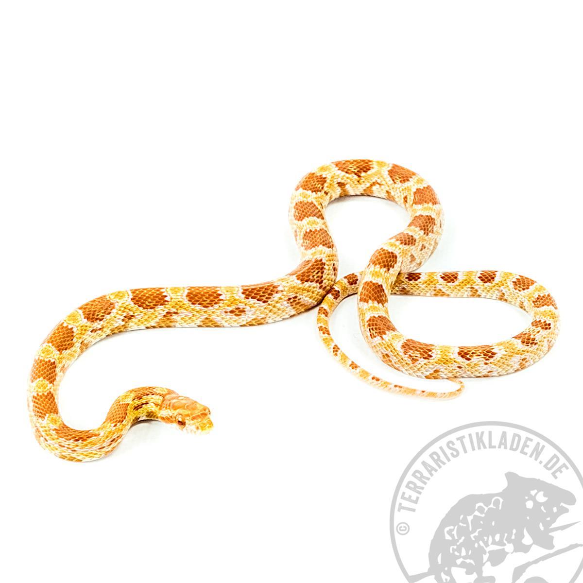 Pituophis guttatus Amelanistic