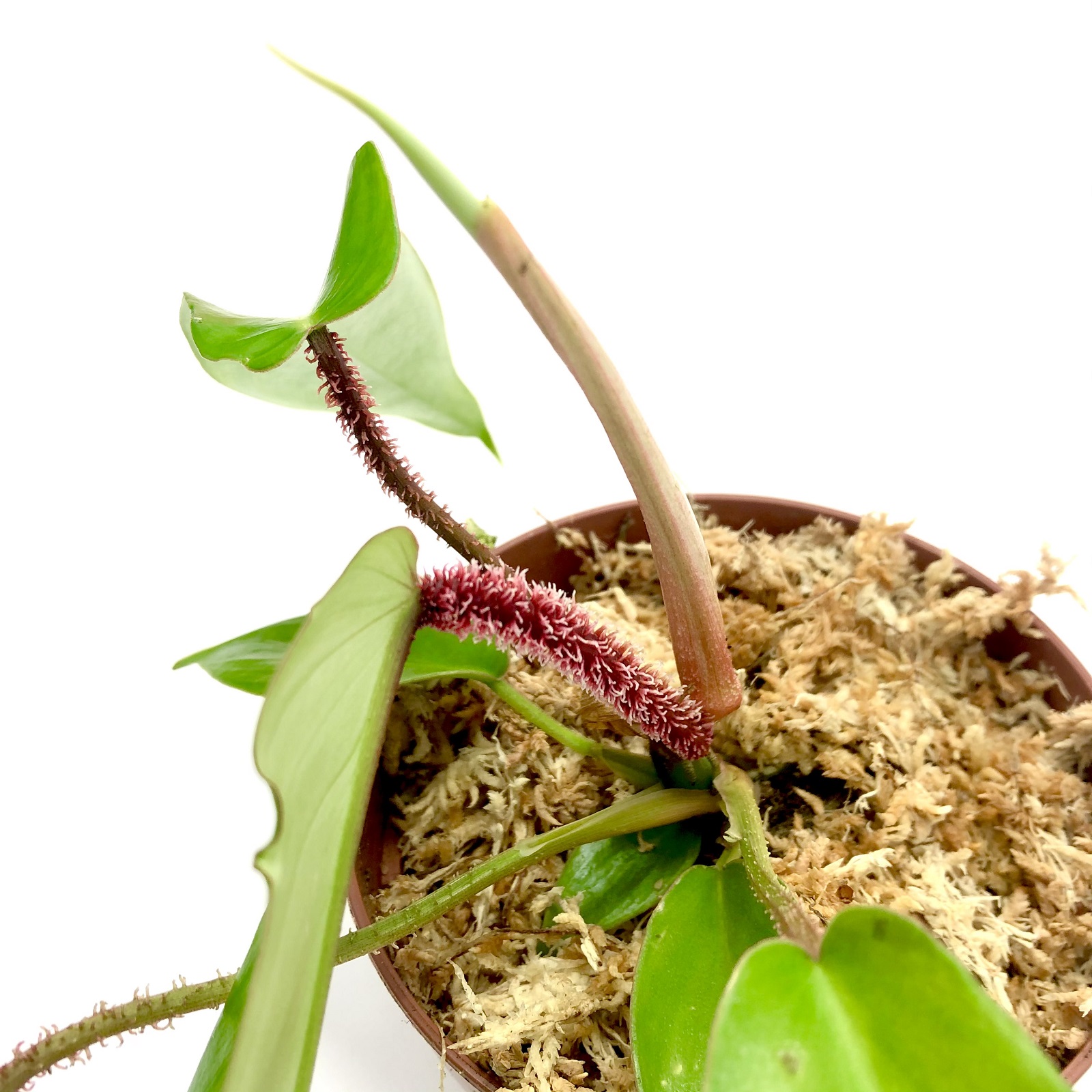 Philodendron squamiferum