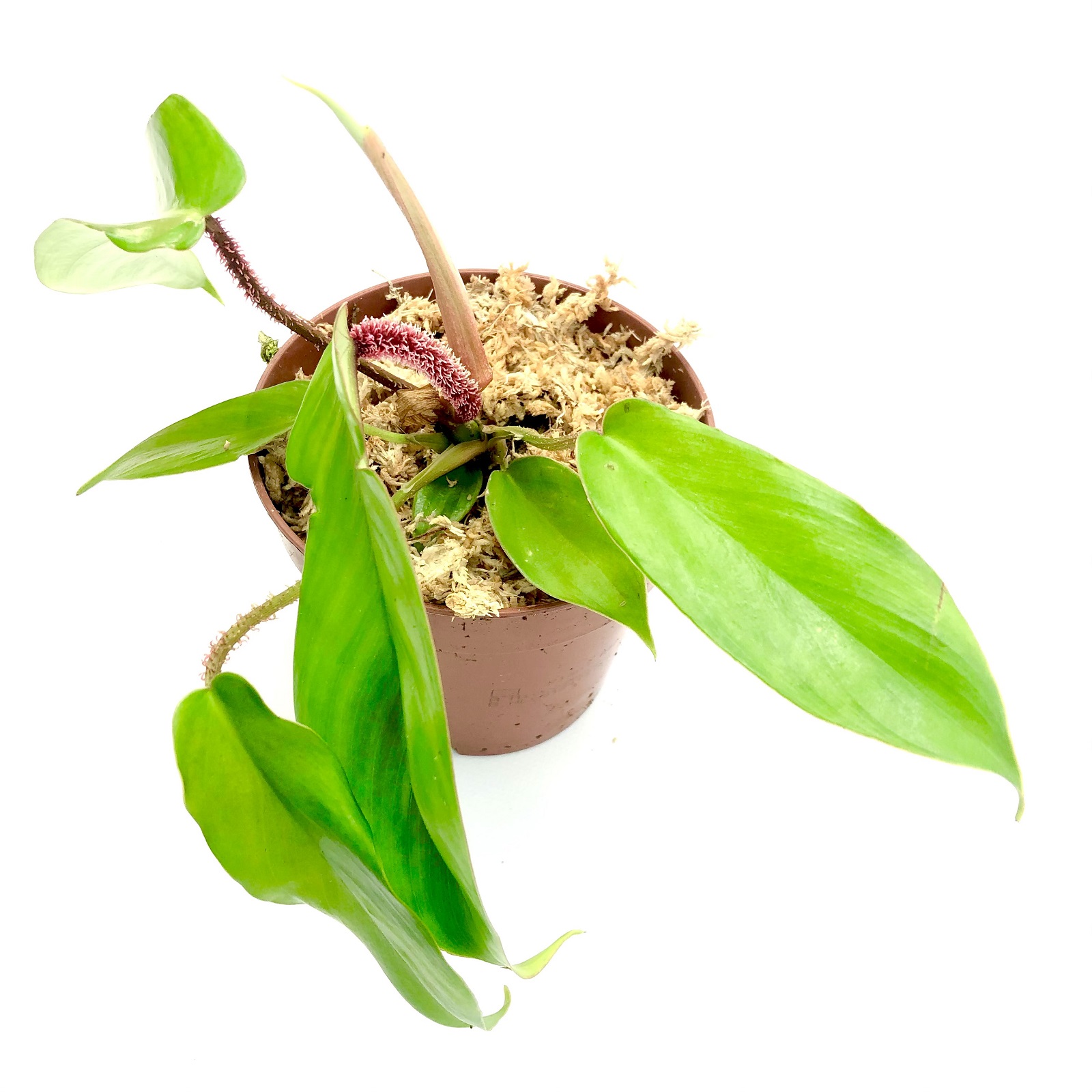 Philodendron squamiferum
