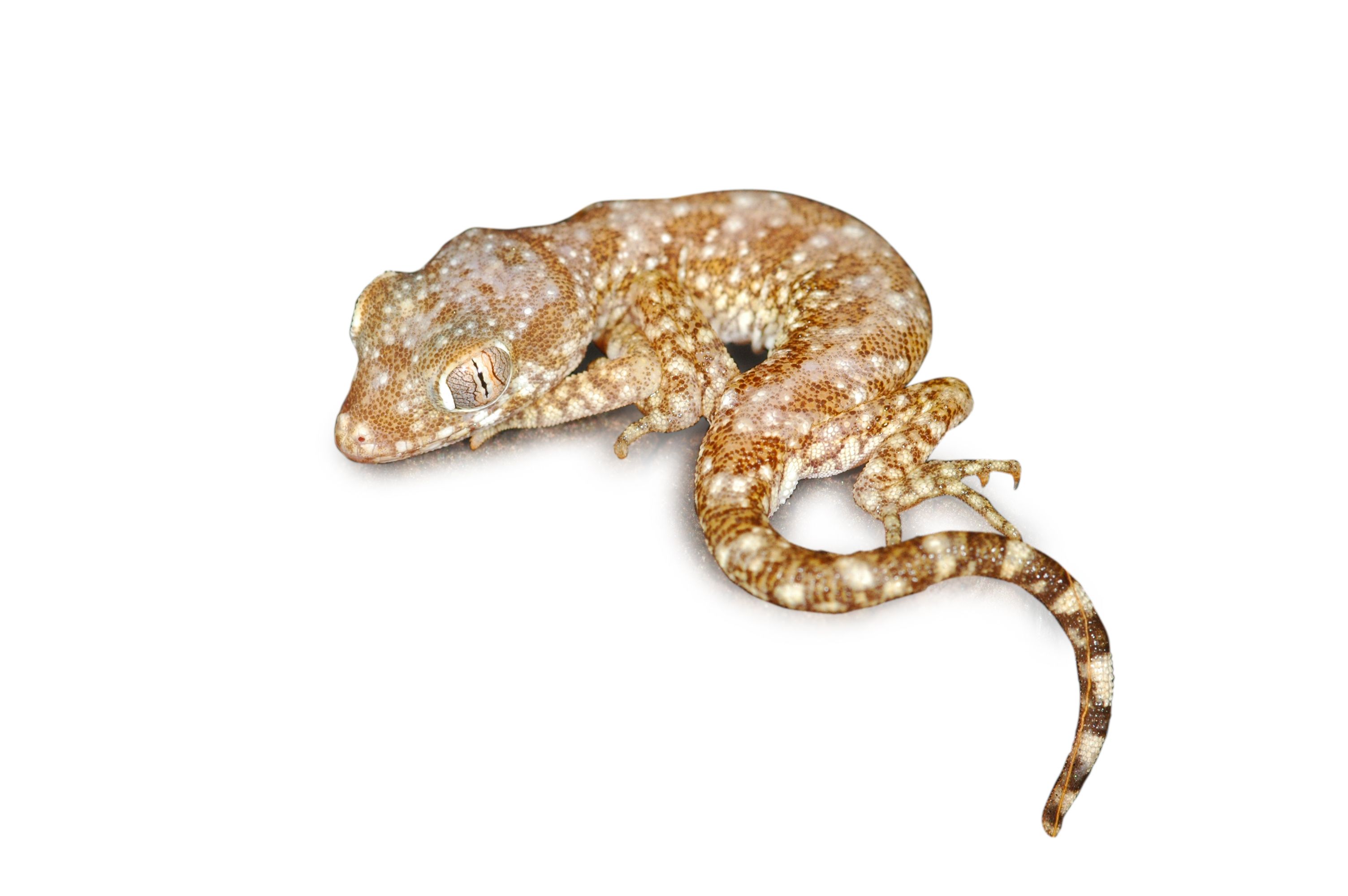 Stenodactylus sthenodactylus