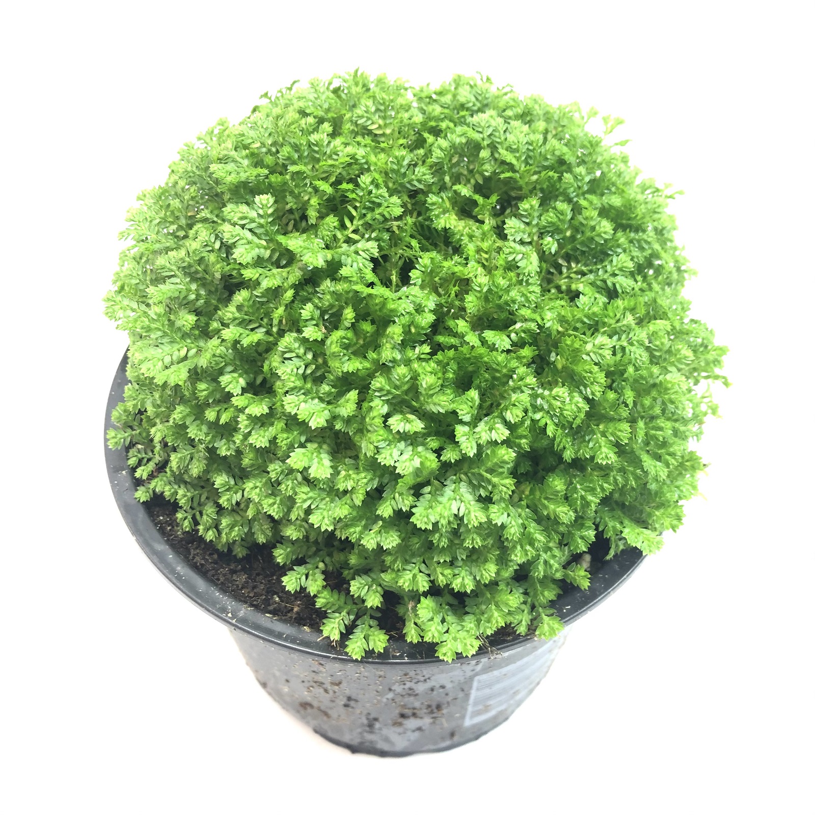 Selaginella apoda Selaginella apoda