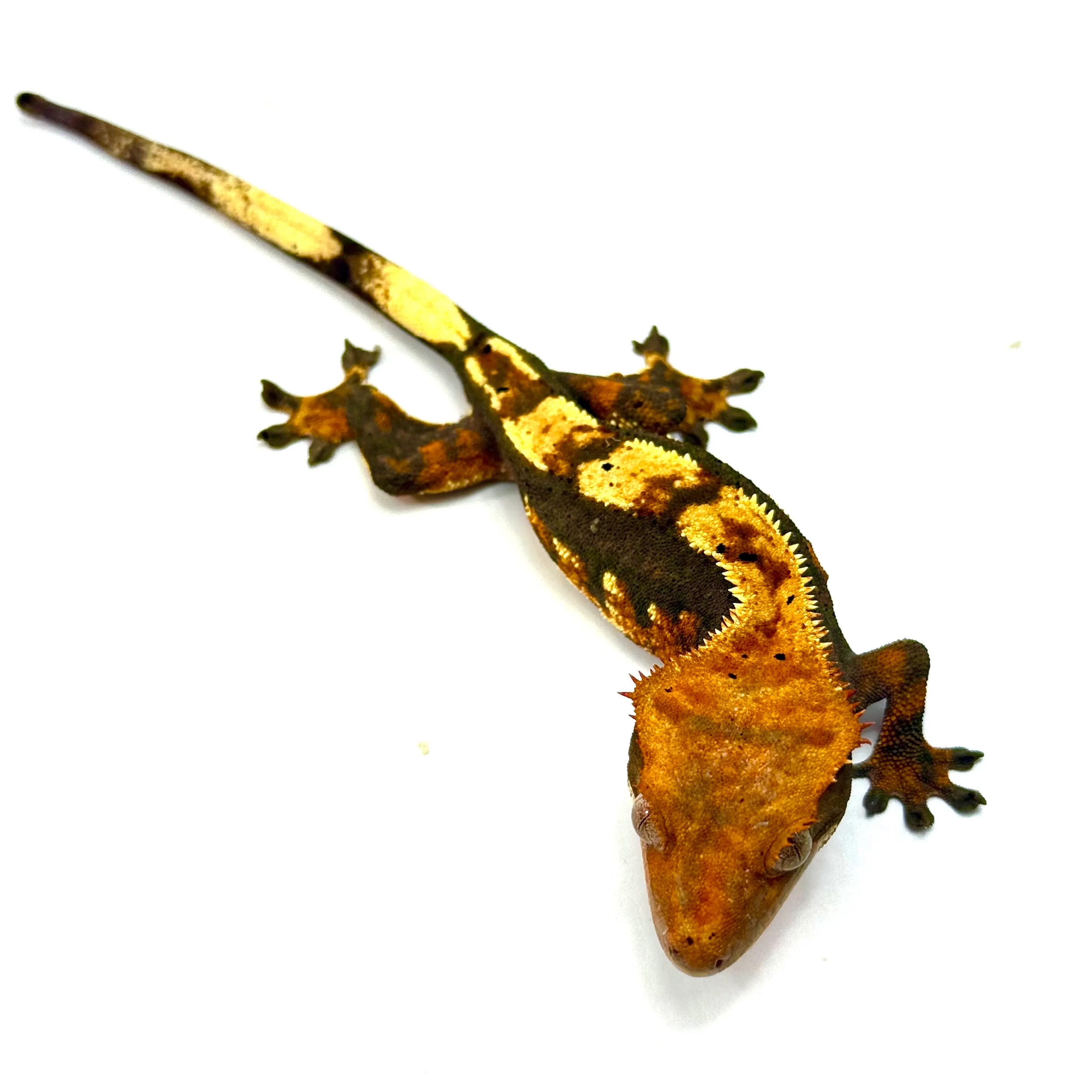 Red Tricolor Kronengecko