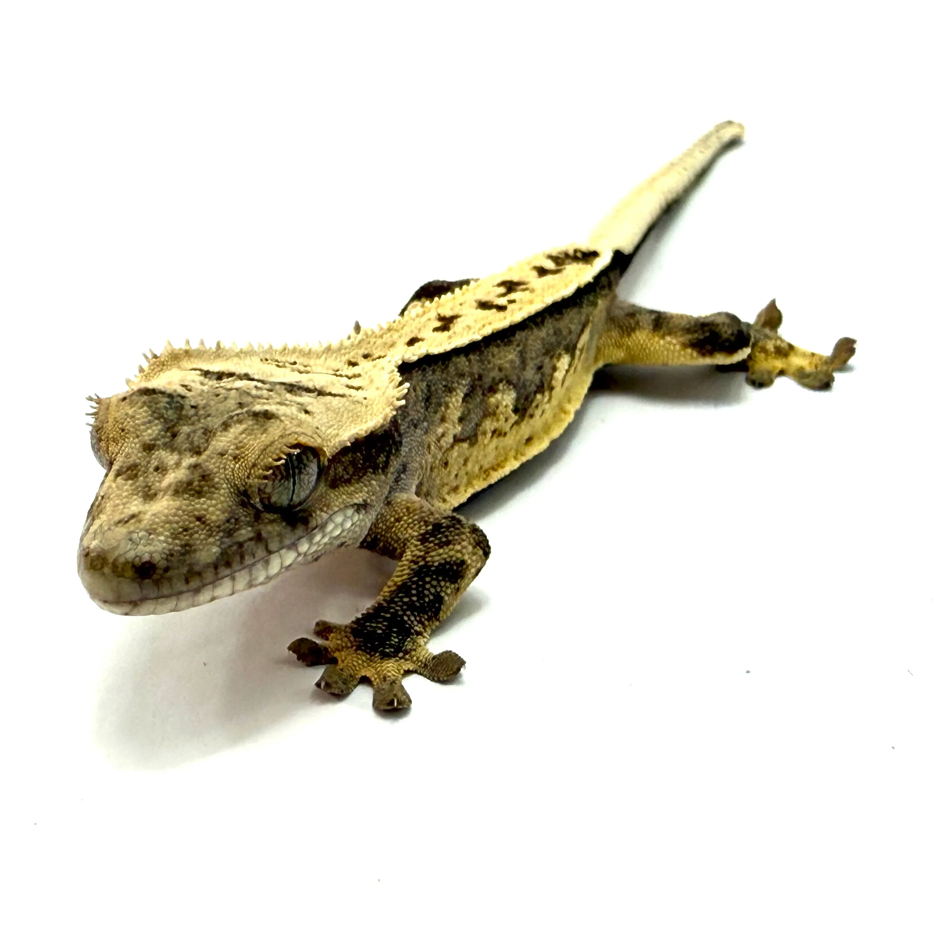 Pinstripe Creamsicle