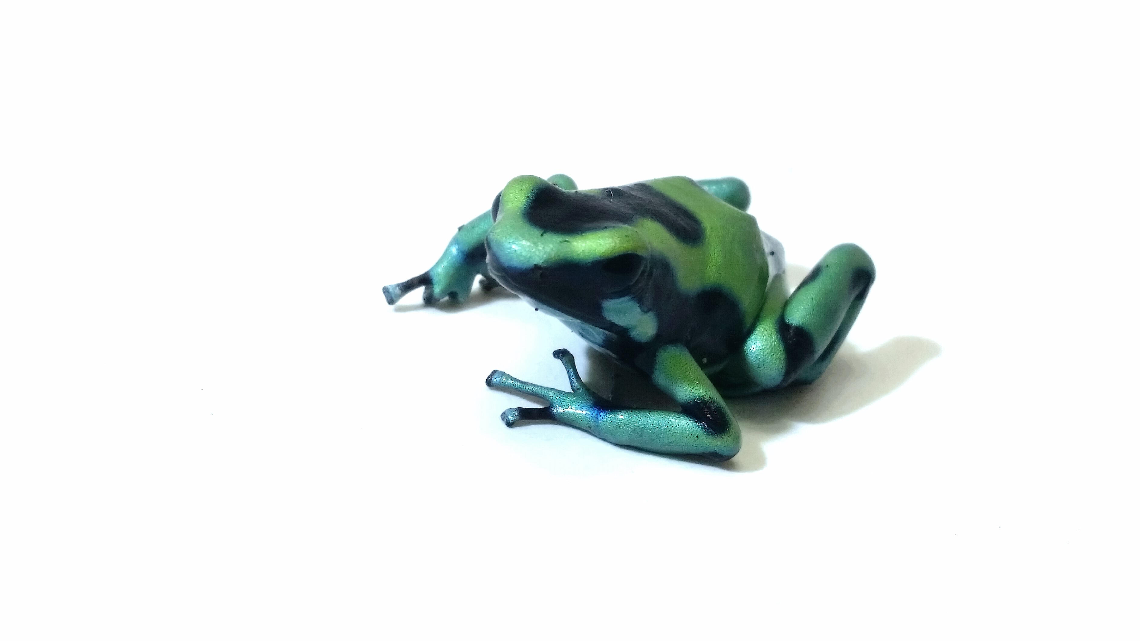 Dendrobates auratus karibik