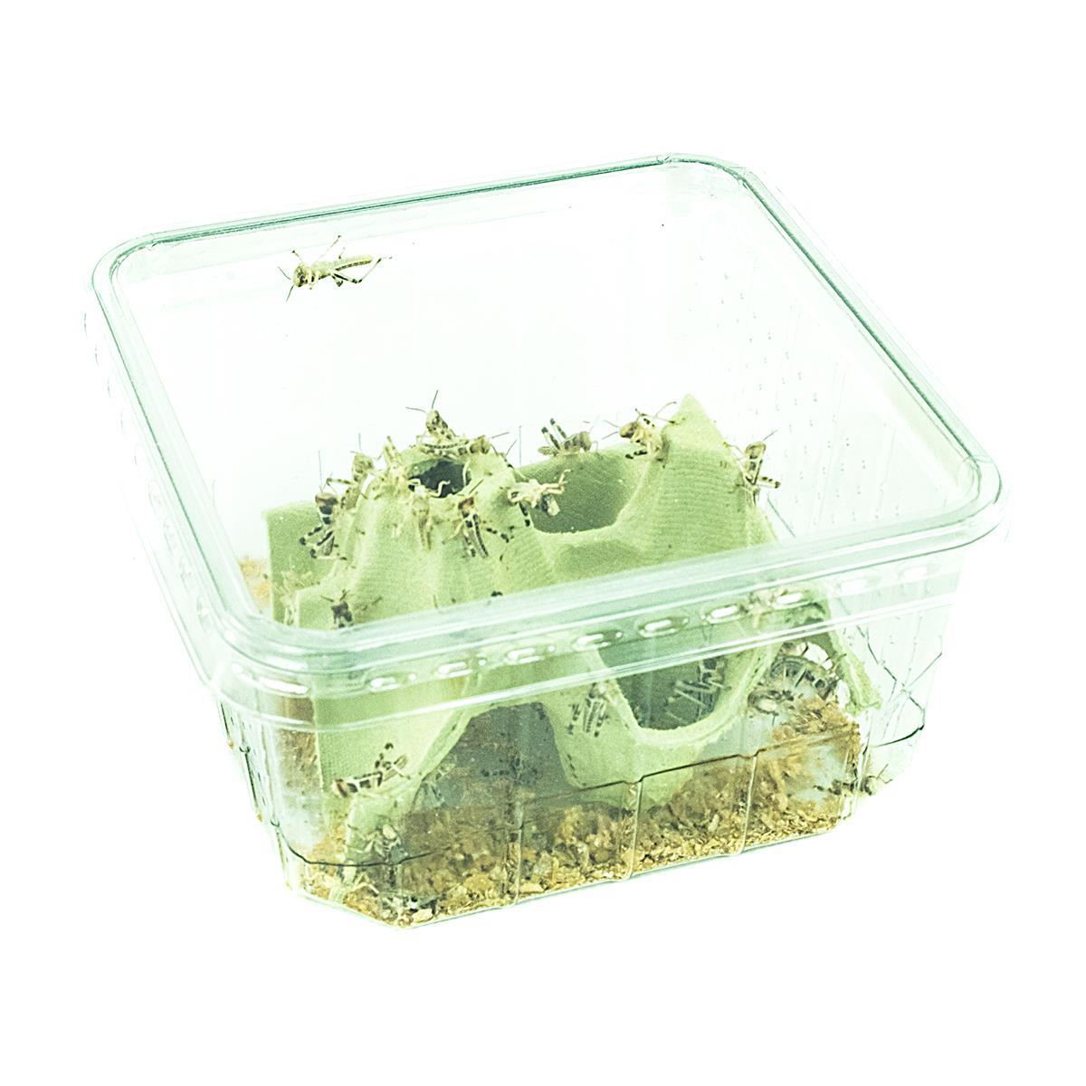  Groß-Einzeltier-1 Stk.