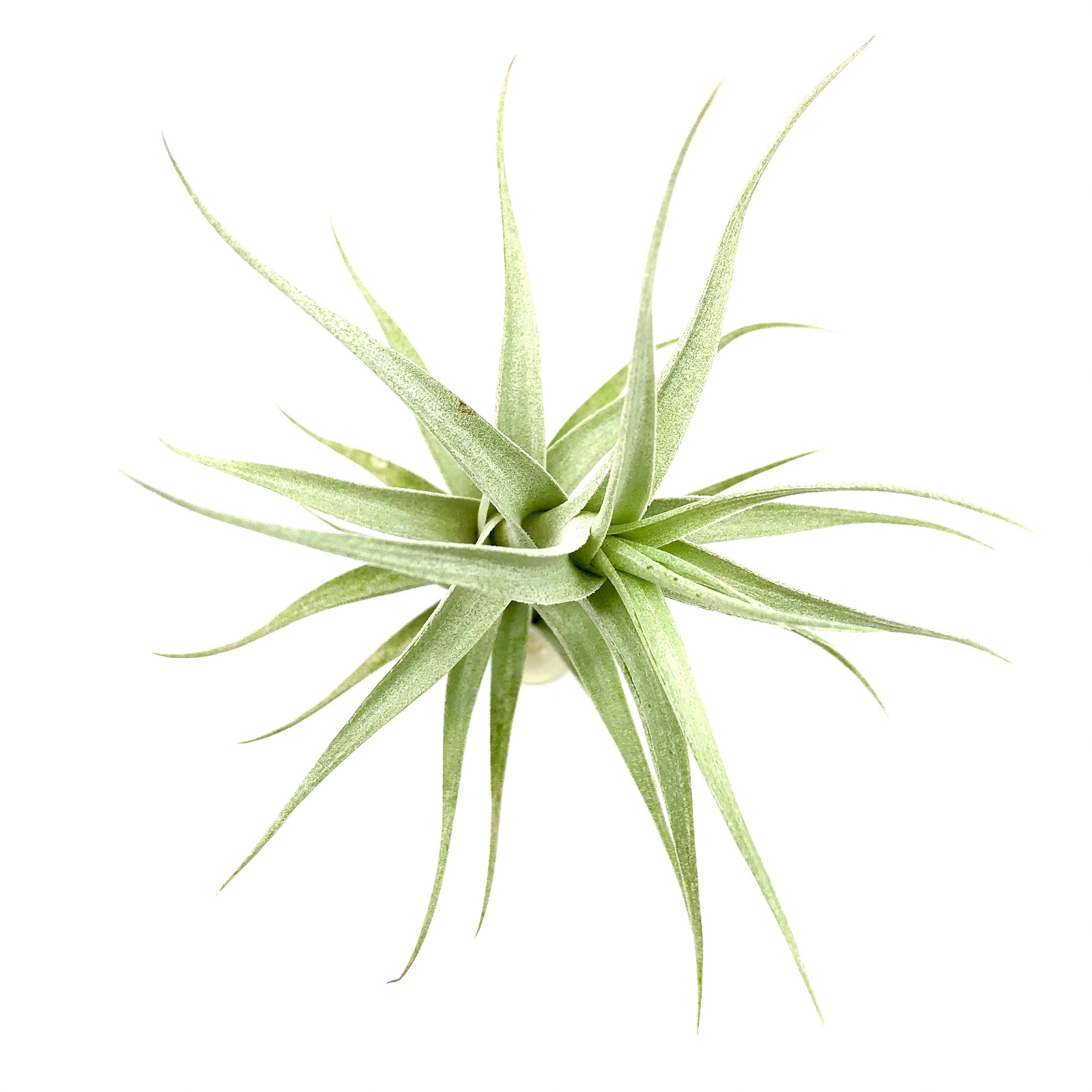 Tillandsia albida minor