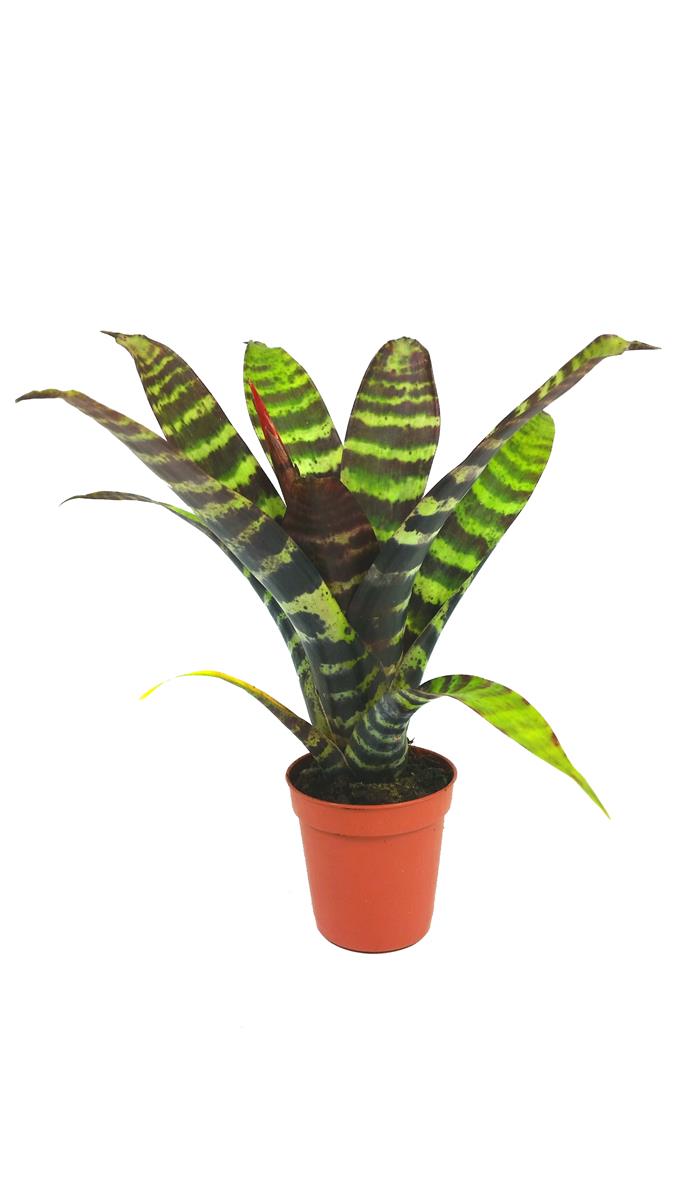 Vriesea splendens Mini Bromelie