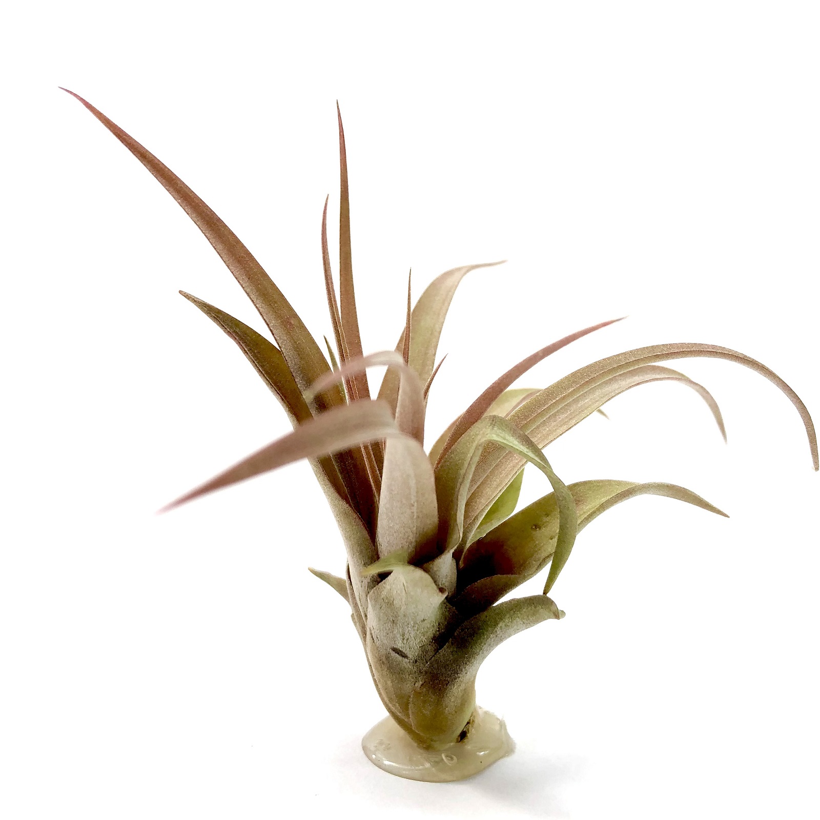 Tillandsia capitata