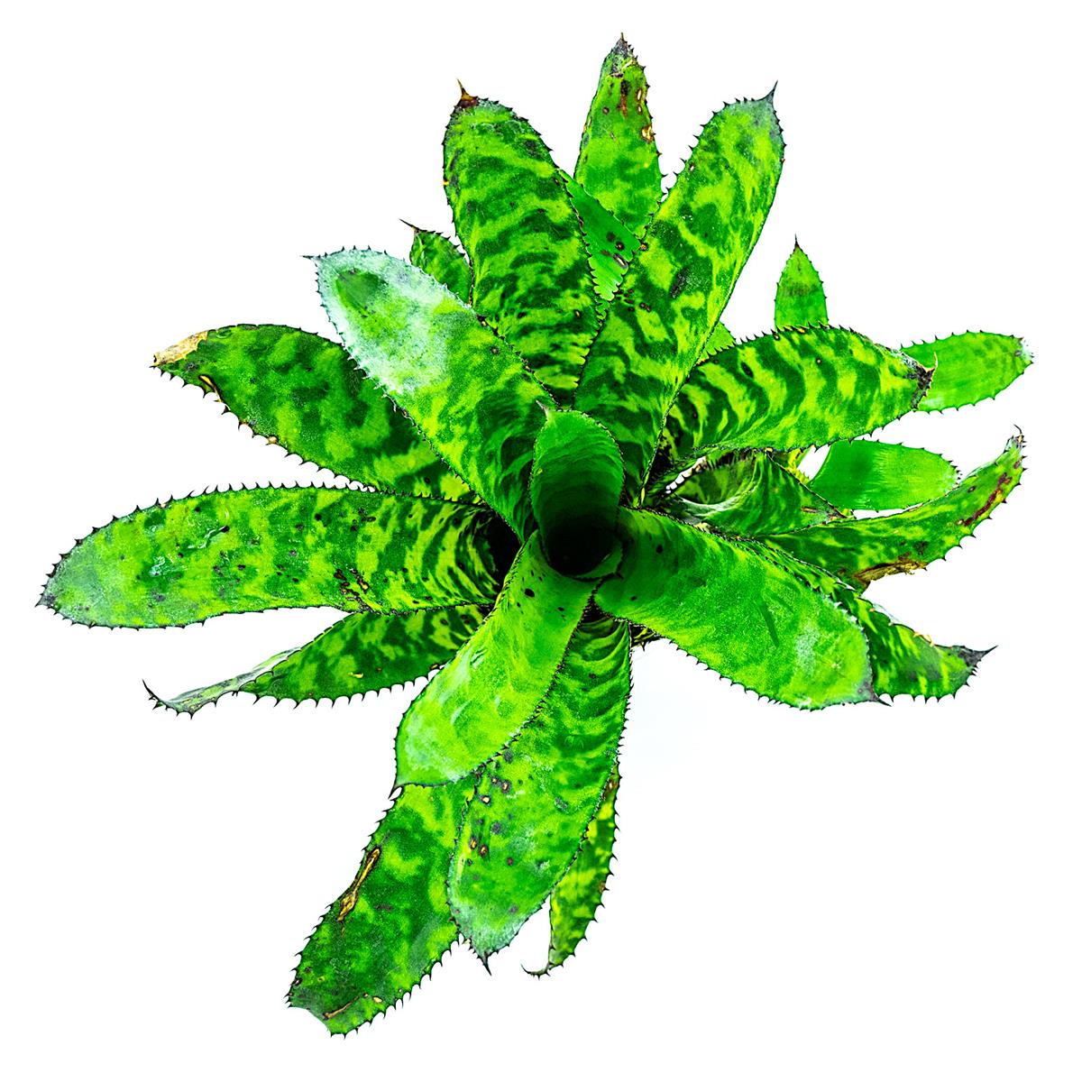 Aechmea orlandiana