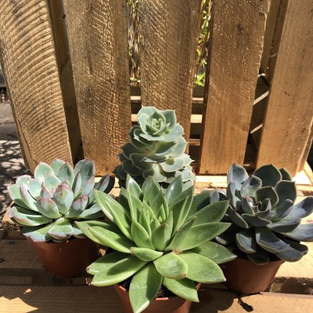 Echevaria Mix