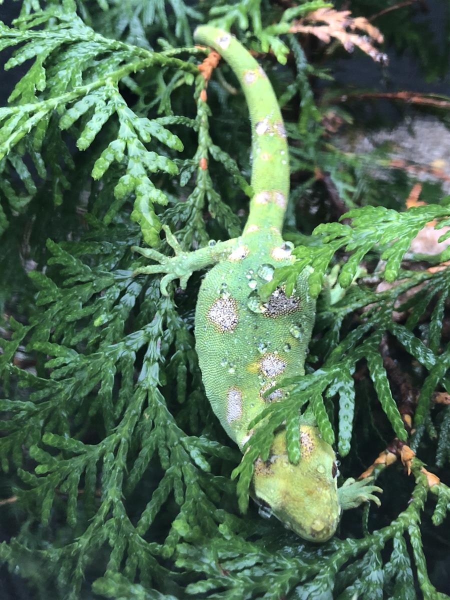 Naultinus grayii Neuseeland Grüngecko