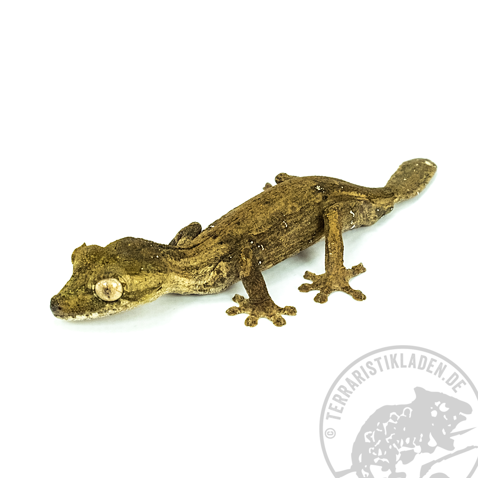 Uroplatus guentheri Blattschwanzgecko