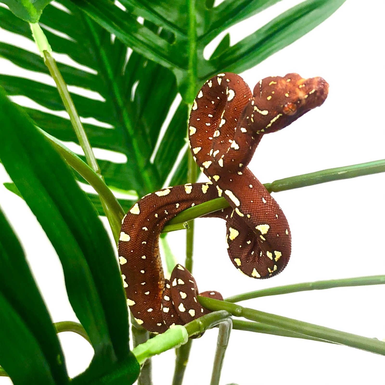 Grüner Baumpython Morelia viridis Biak GTP