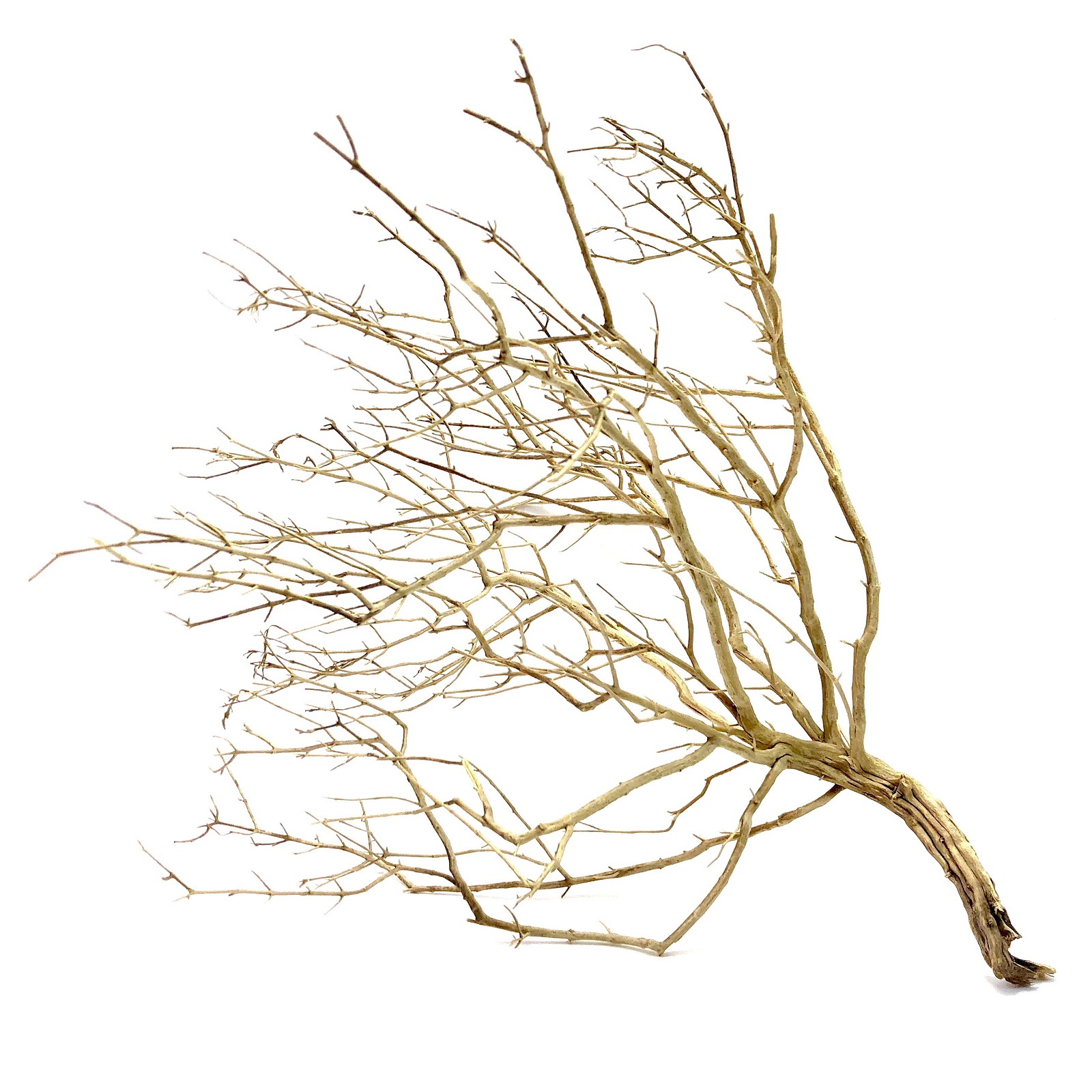 Desert Bush