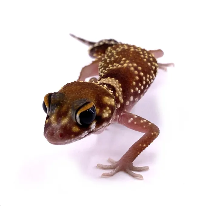 Underwoodisaurus milii