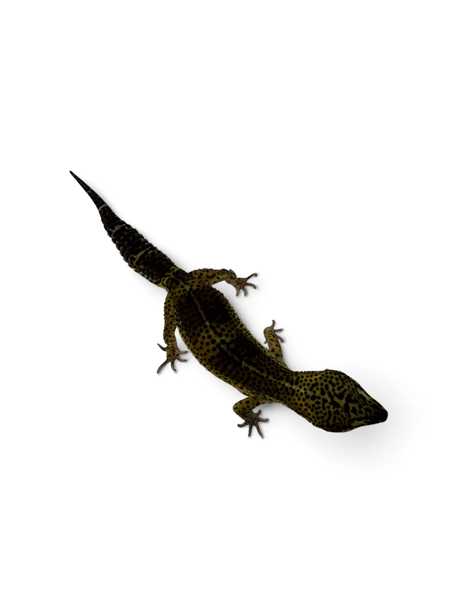 Mack Snow Black Night Leopardgecko