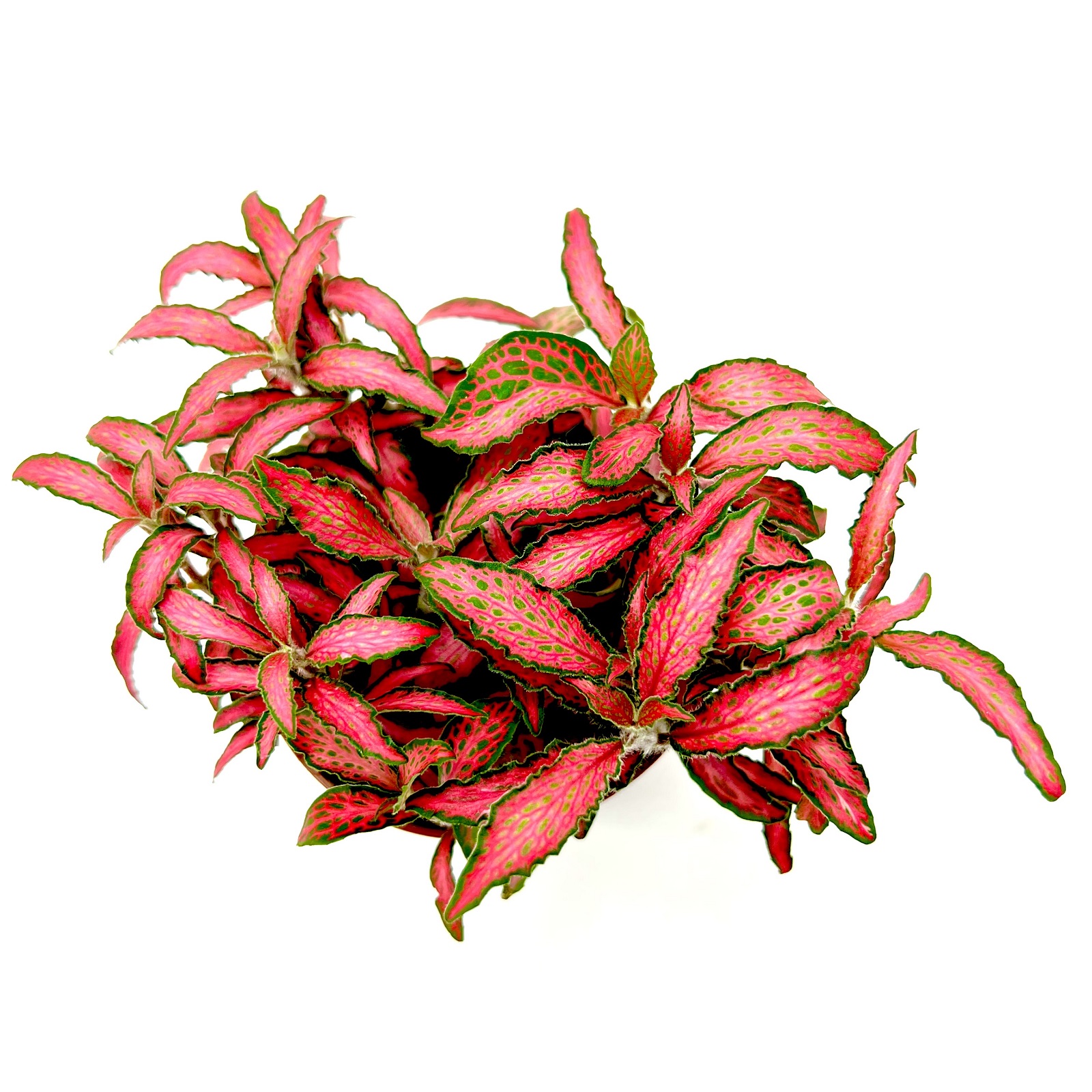 Fittonia hermsteinii