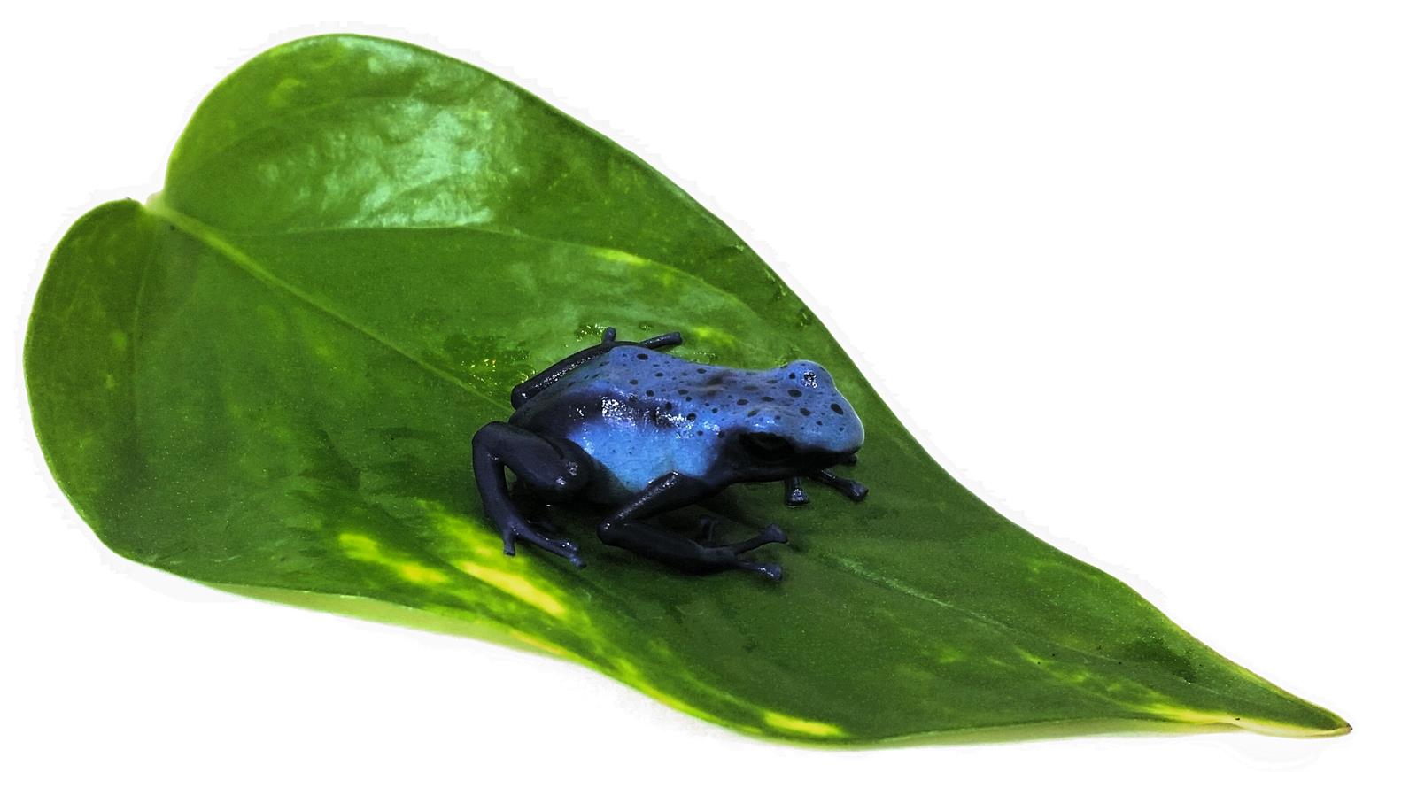 Färberfrosch Dendrobates t. azureus Zuchtreif