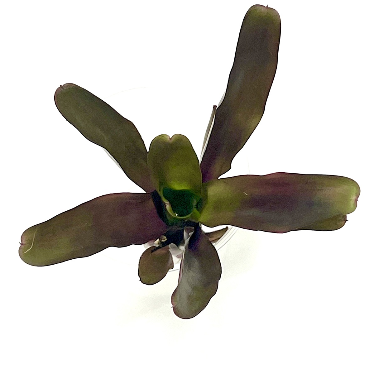 Neoregelia Scarlet Flame