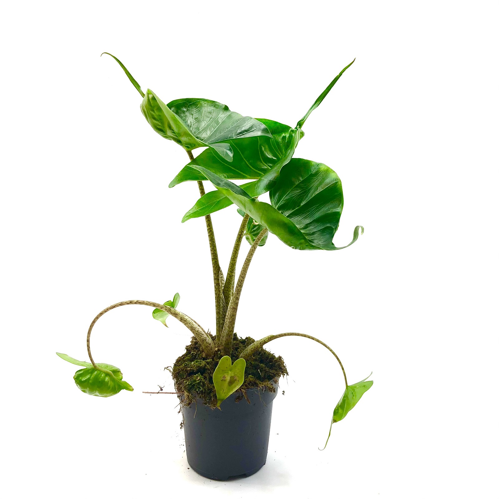 Alocasia Stingray