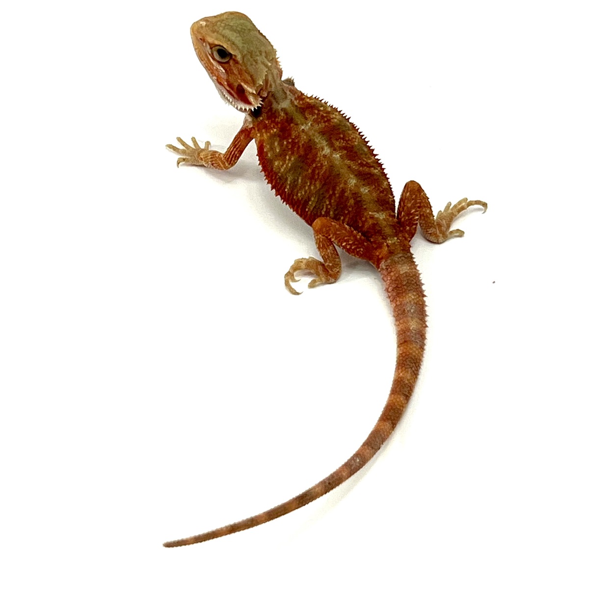 Fire Ice Citrus Tiger