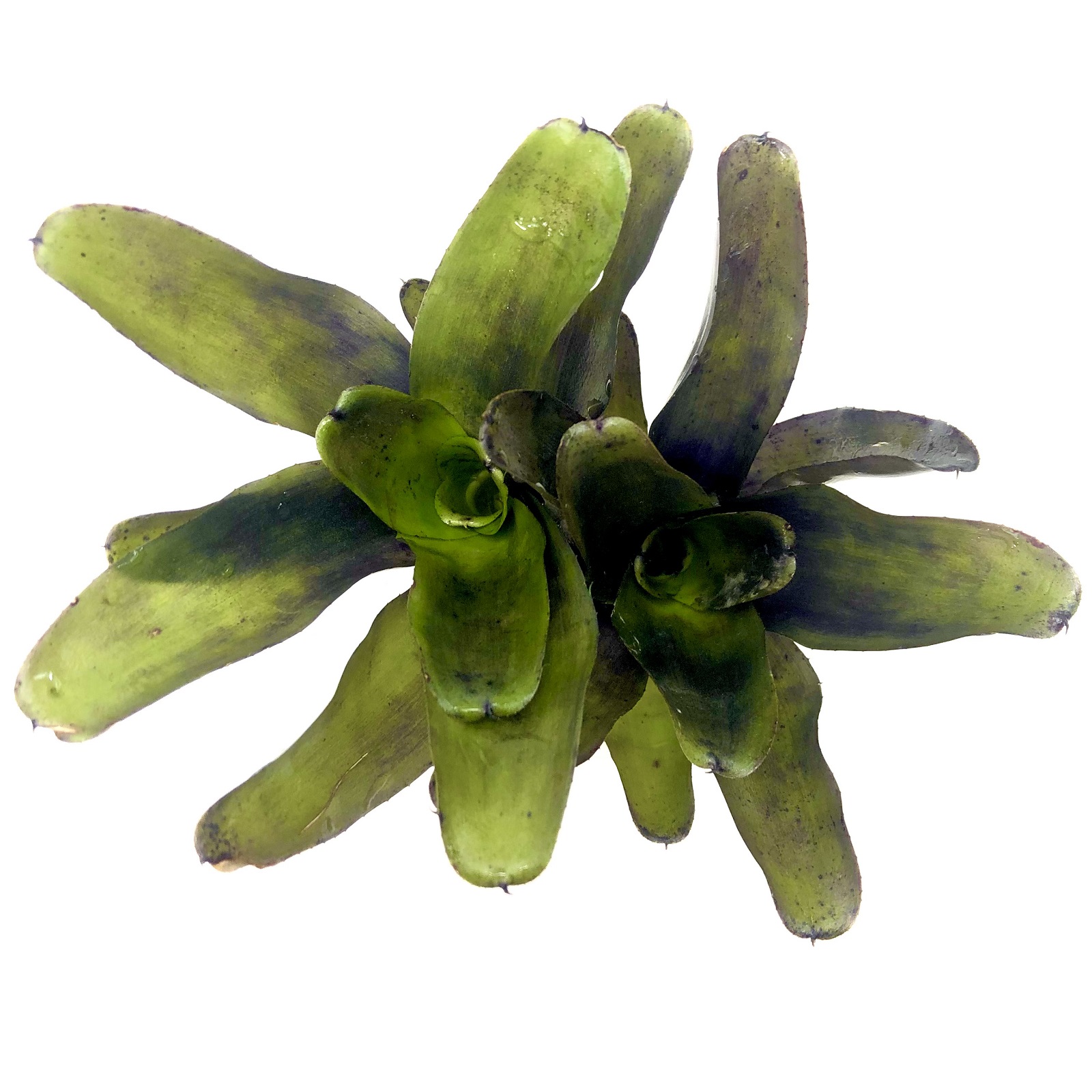 Neoregelia casiopea