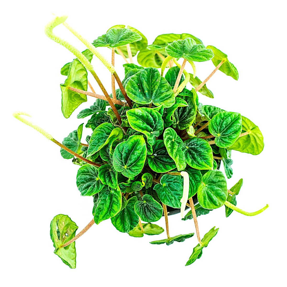 Peperomia caperata lilian