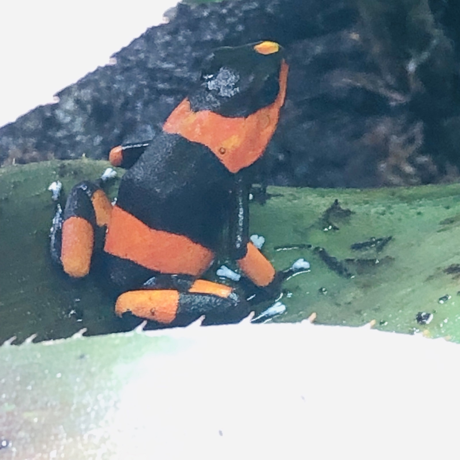 Oophaga lehmanni Zuchtpaar
