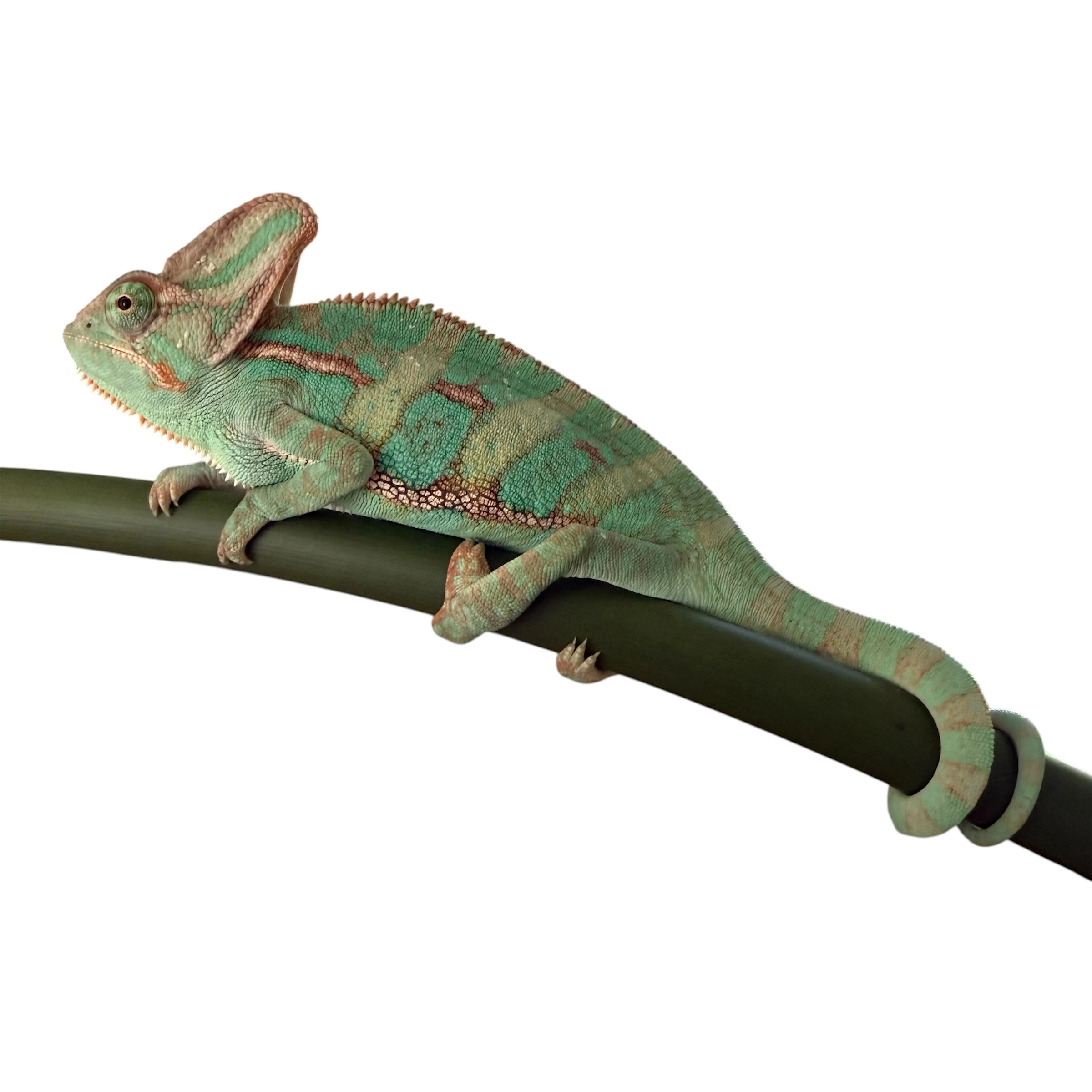 Chamaeleo calyptratus - Jemenchamäleon