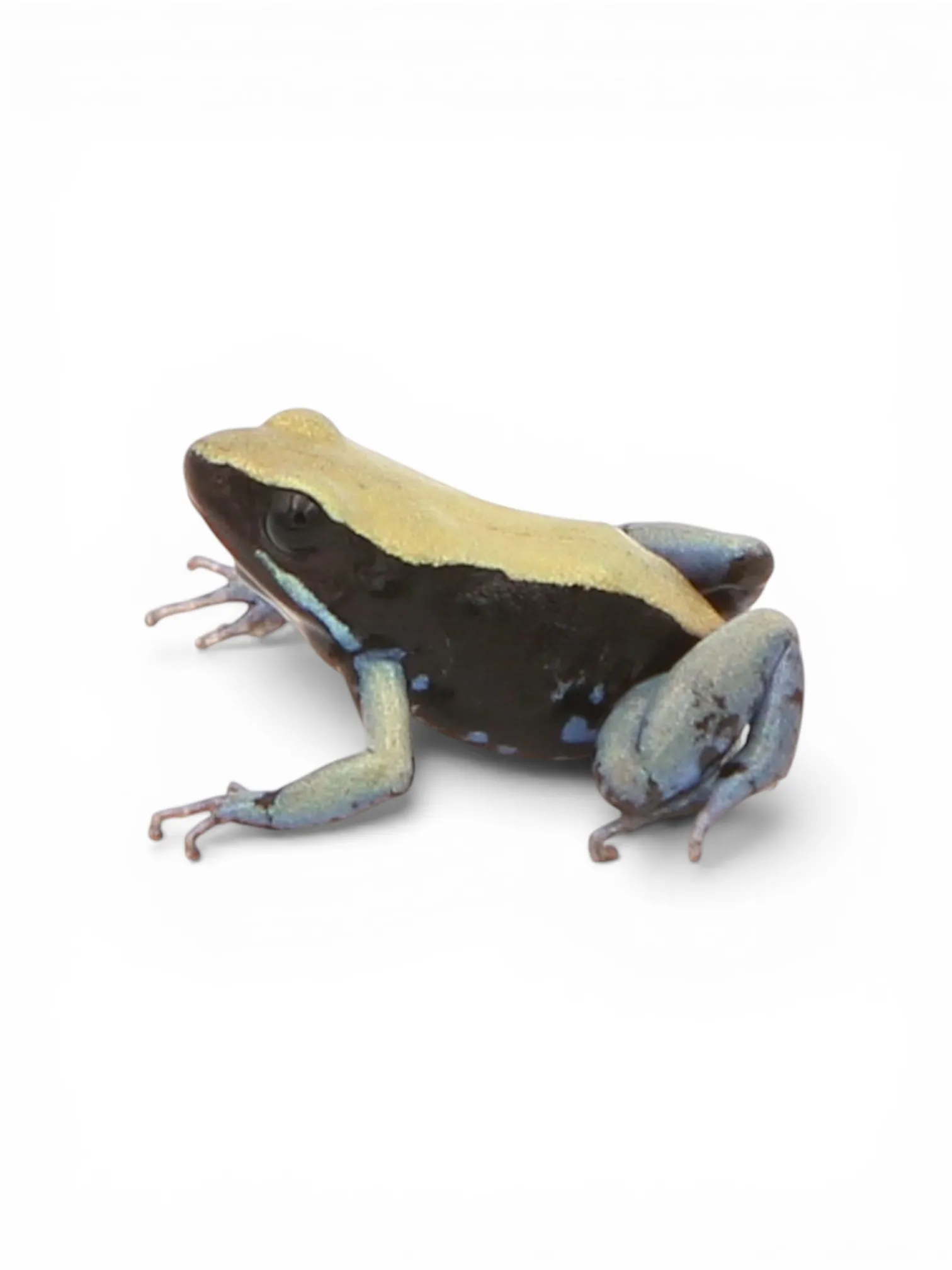 Mantella expectata