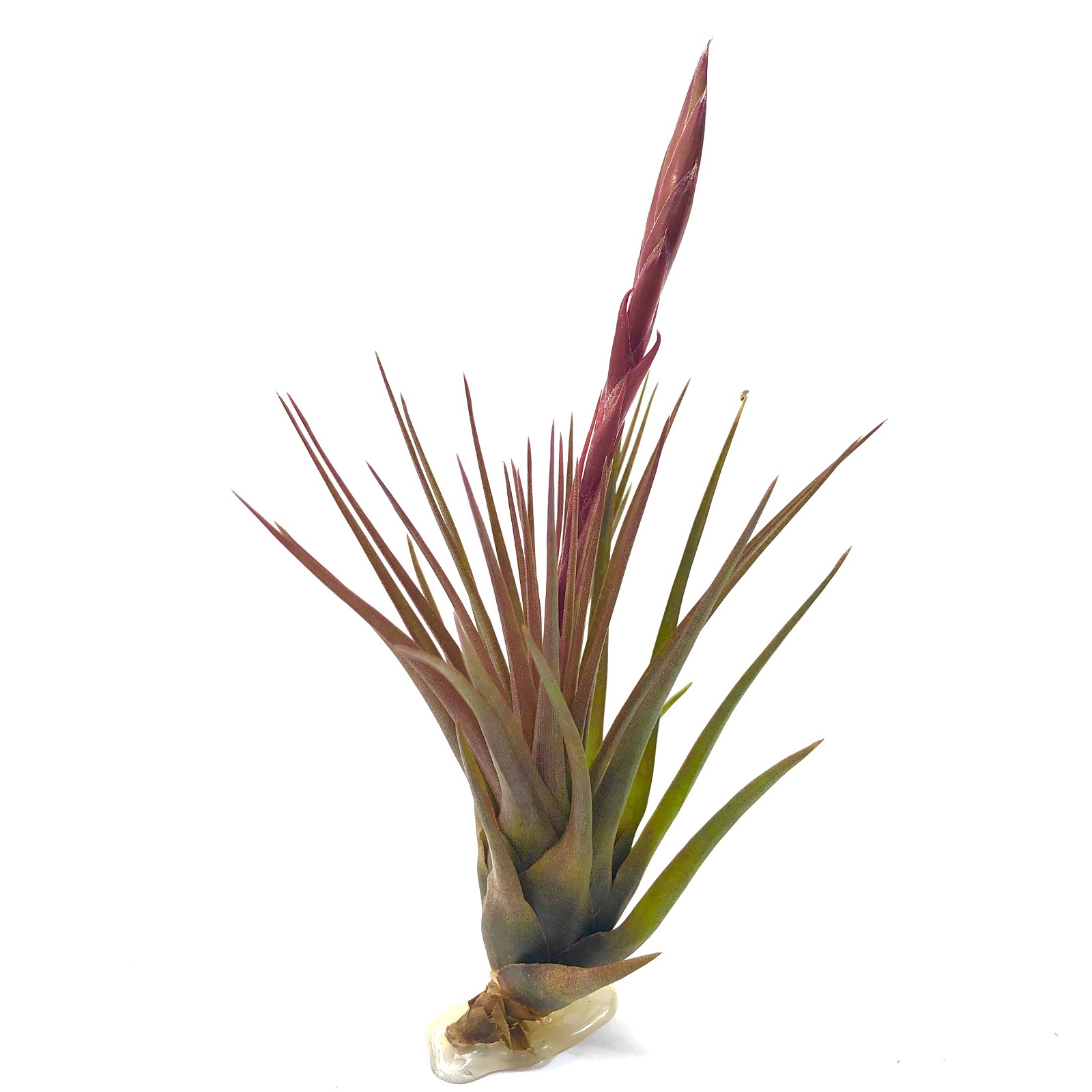 Tillandsia melanocrater tricolor
