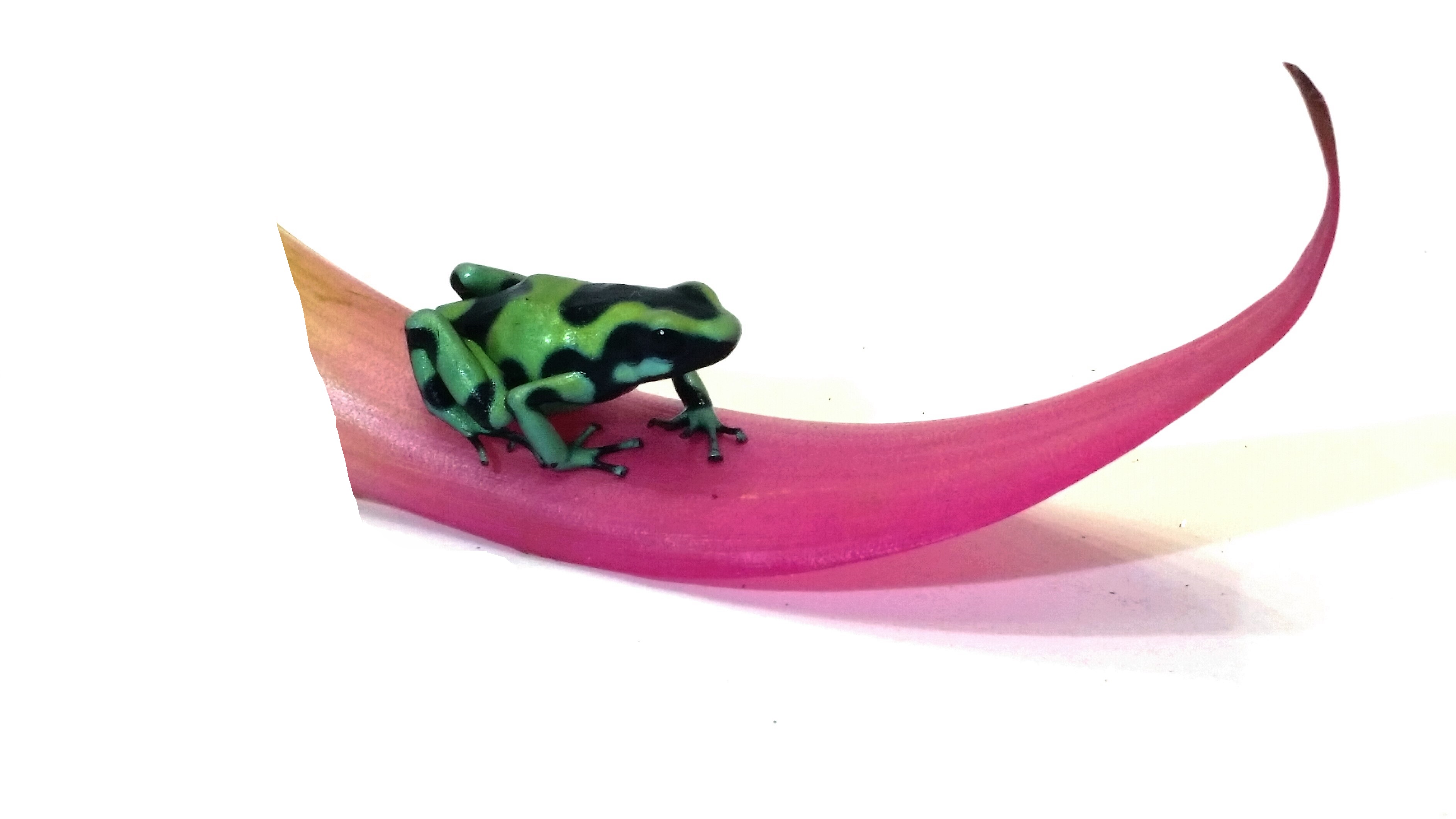 Dendrobates auratus karibik