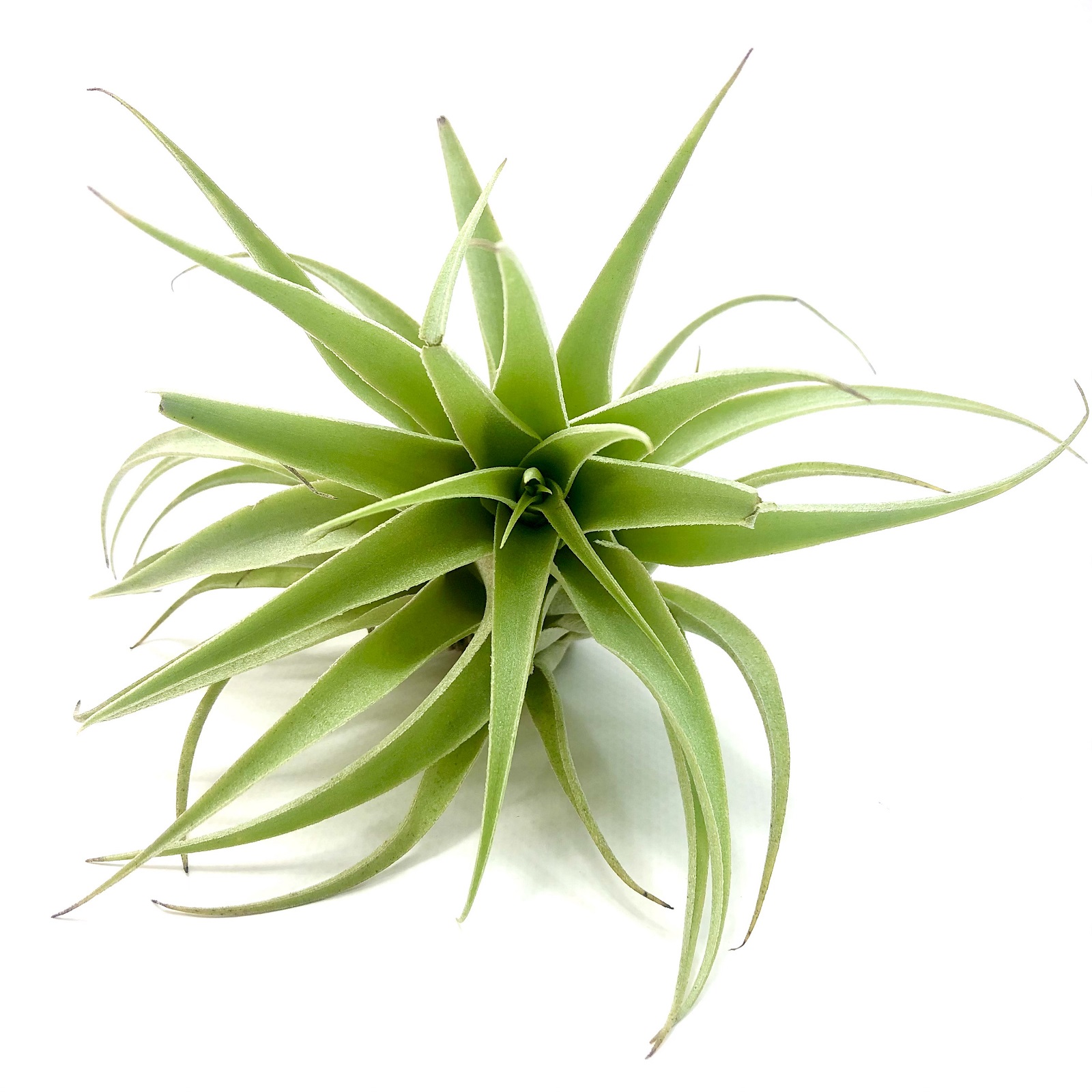 Tillandsia cacticola alba