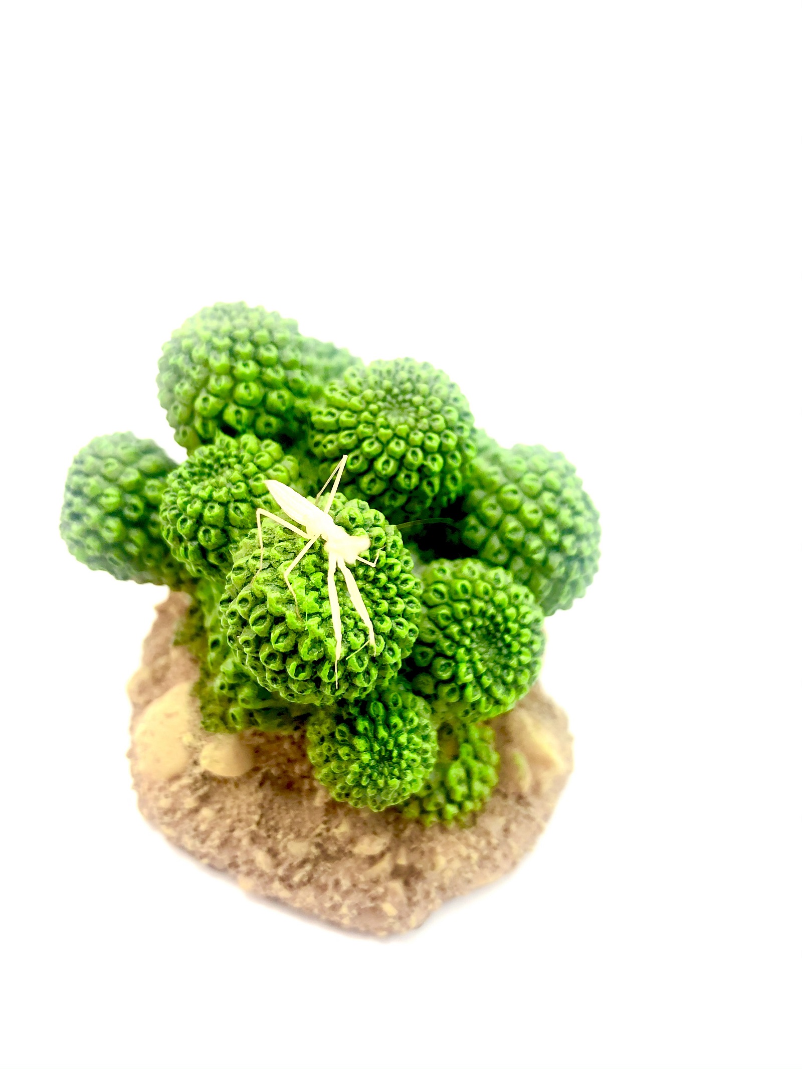 Miomantis paykullii Pharaomantis