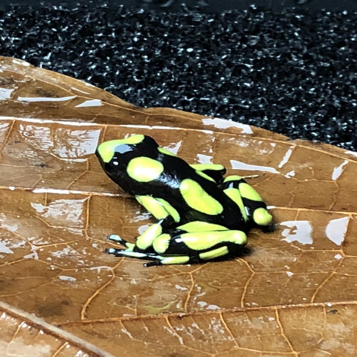 Dendrobates auratus capurgana