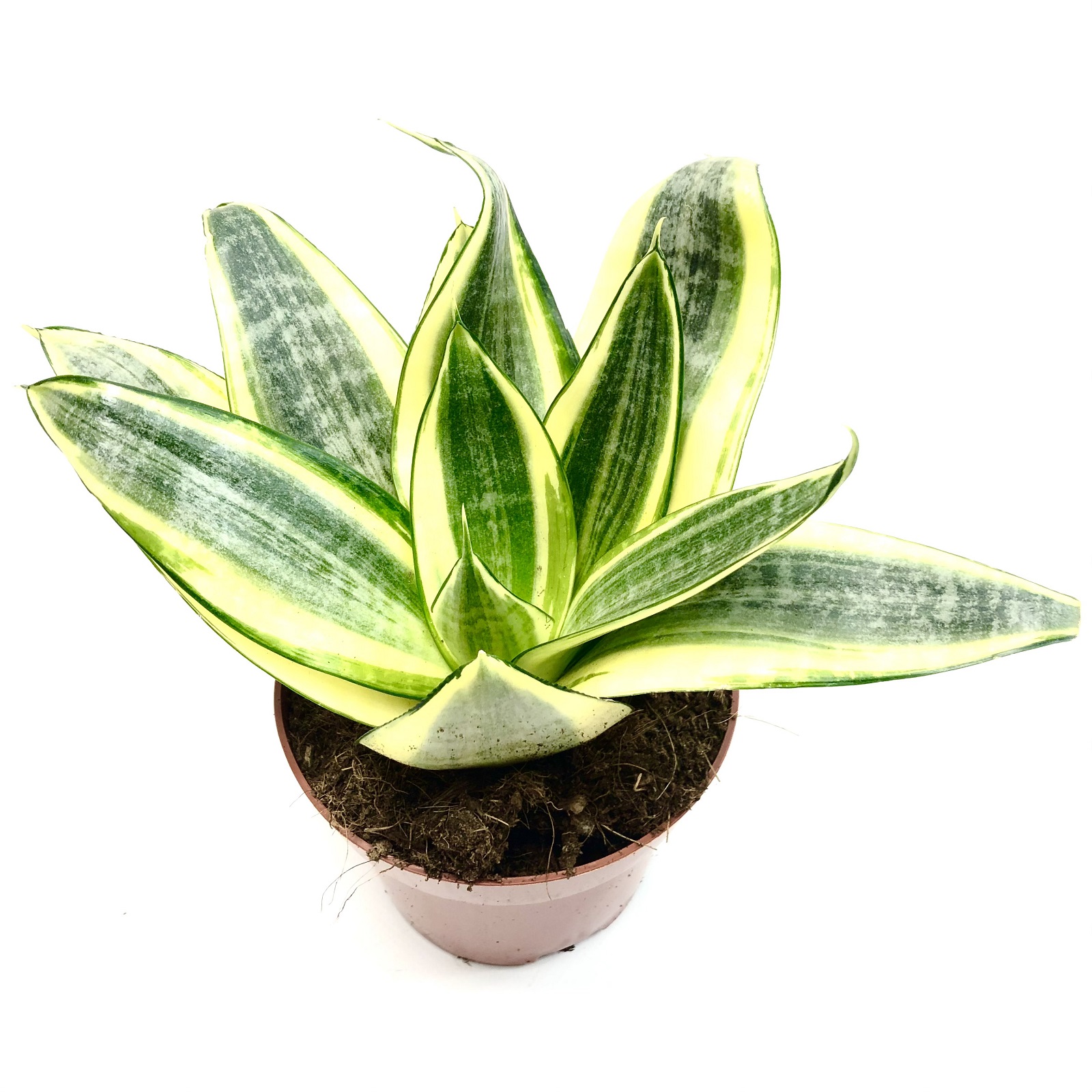 Sansevieria golden hahnii