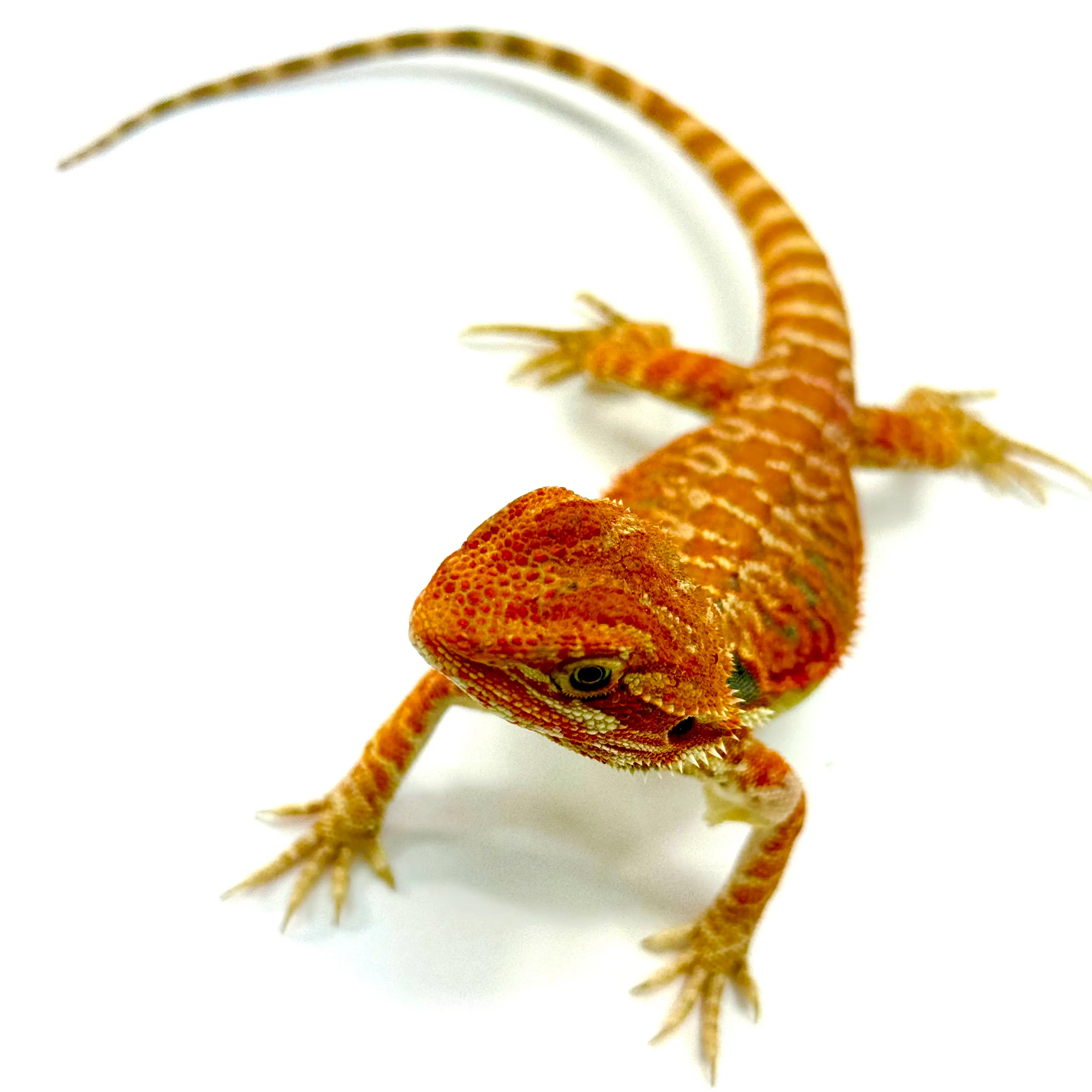 Hypo Cawley Super Red Bartagame