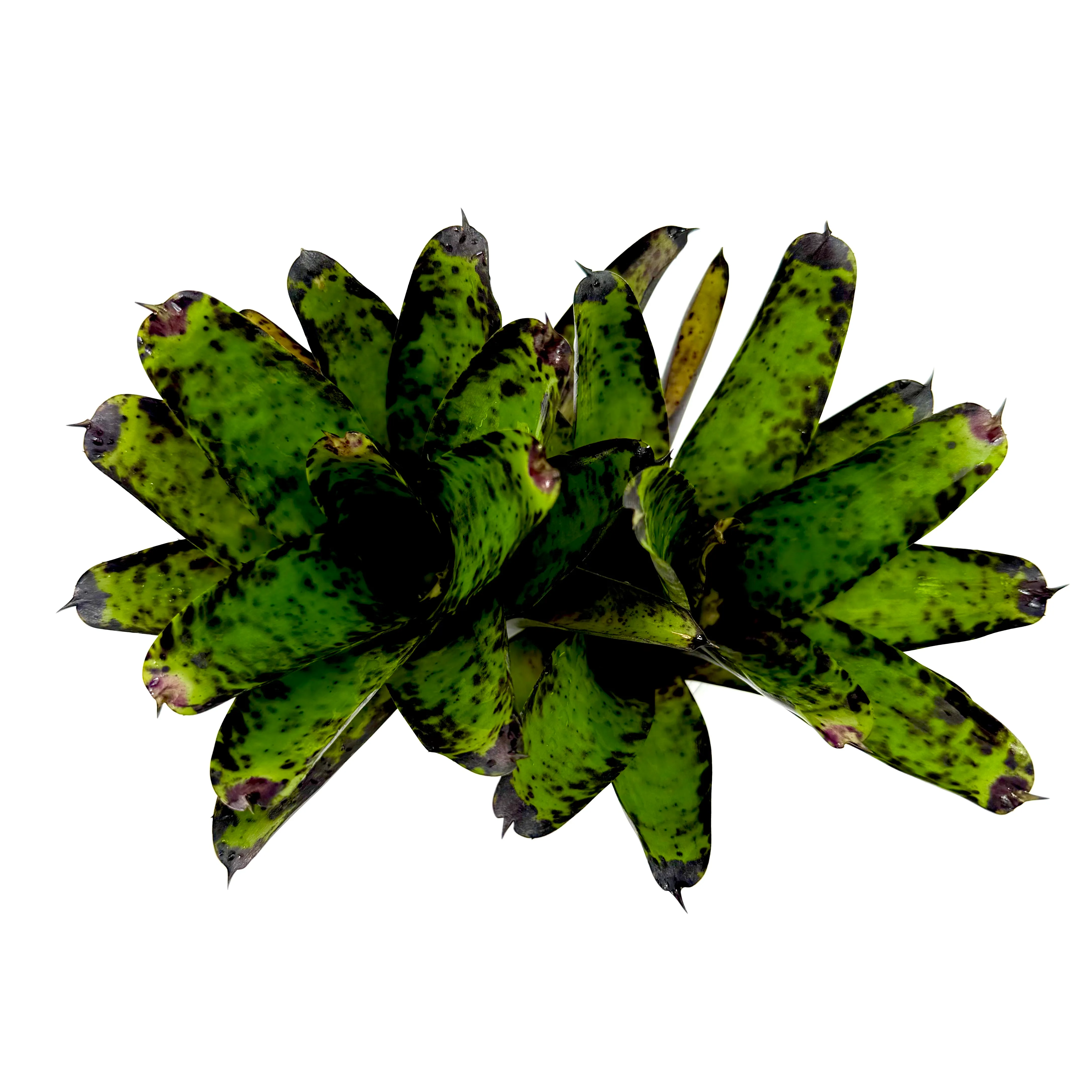Neoregelia tristis