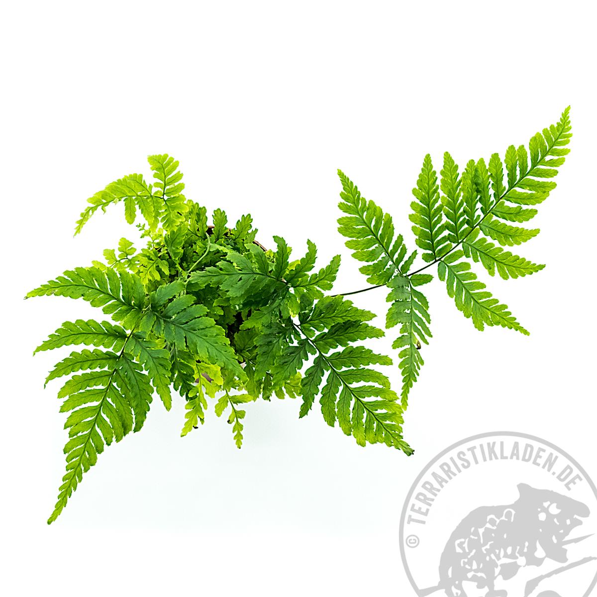 Pteris spec. Farne für das Terrarium