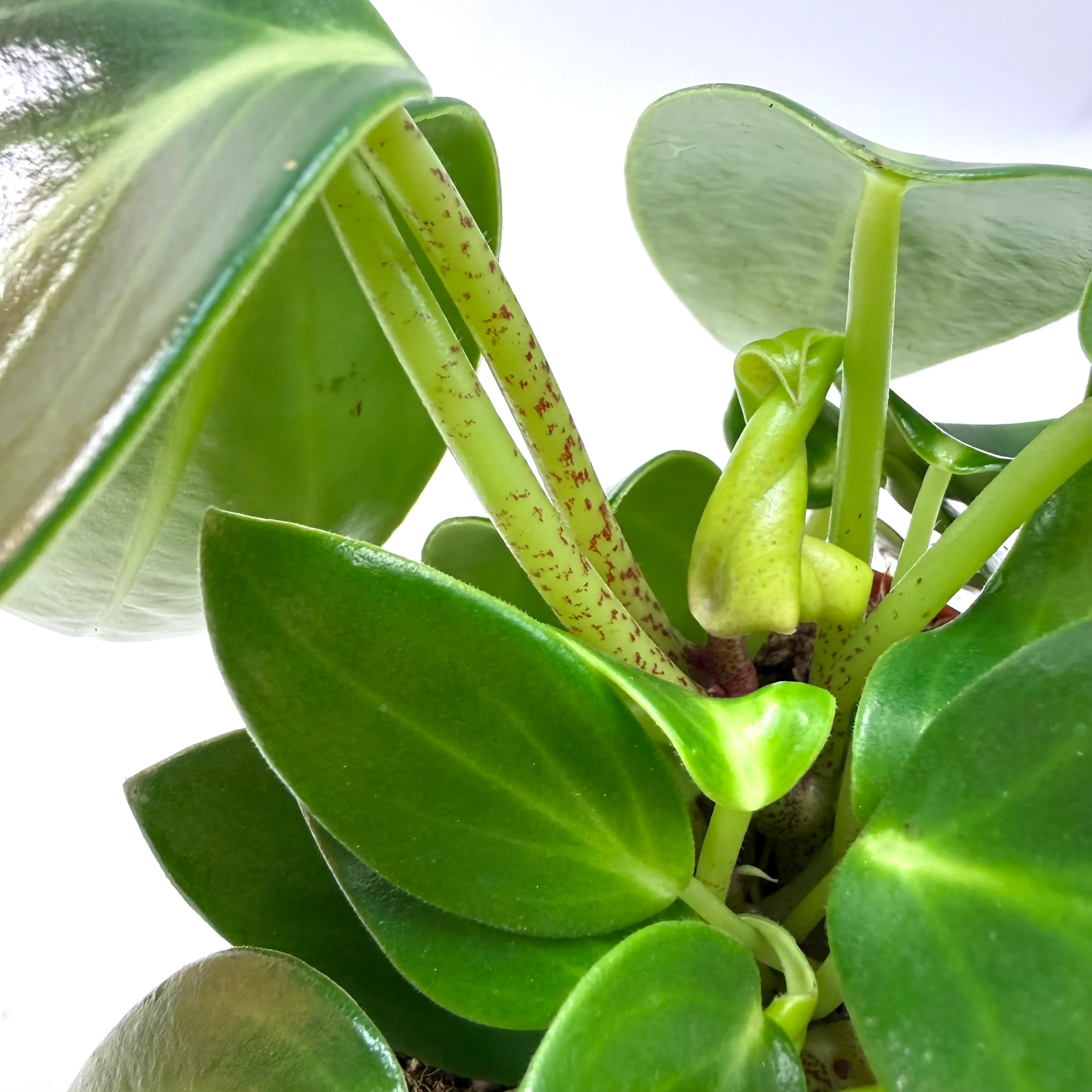 Peperomia maculosa 'Vanilla'